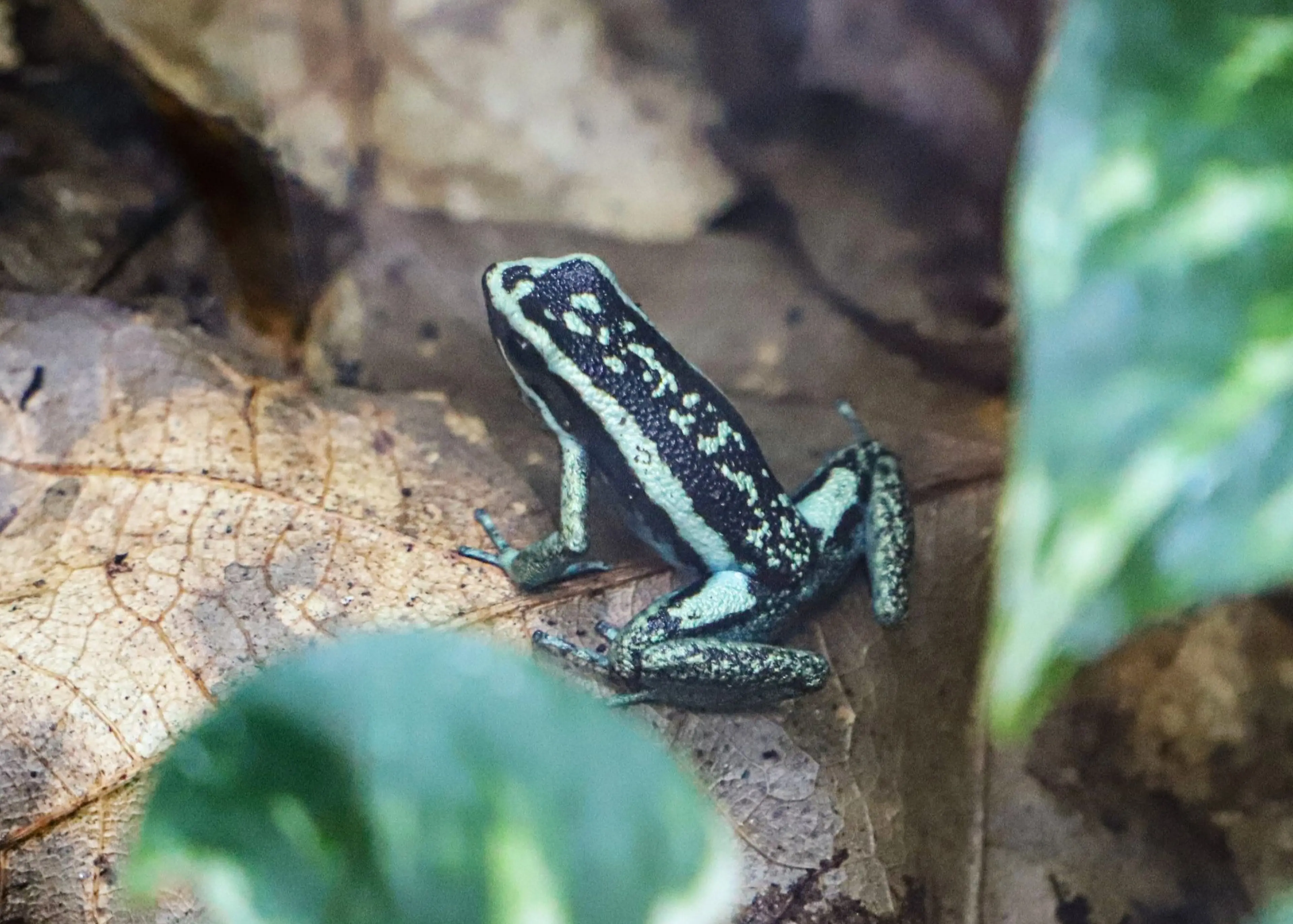 A black and green dart frog sits on a dry leaf surrounded by lush green foliage. At Paignton Zoo in Devon, UK