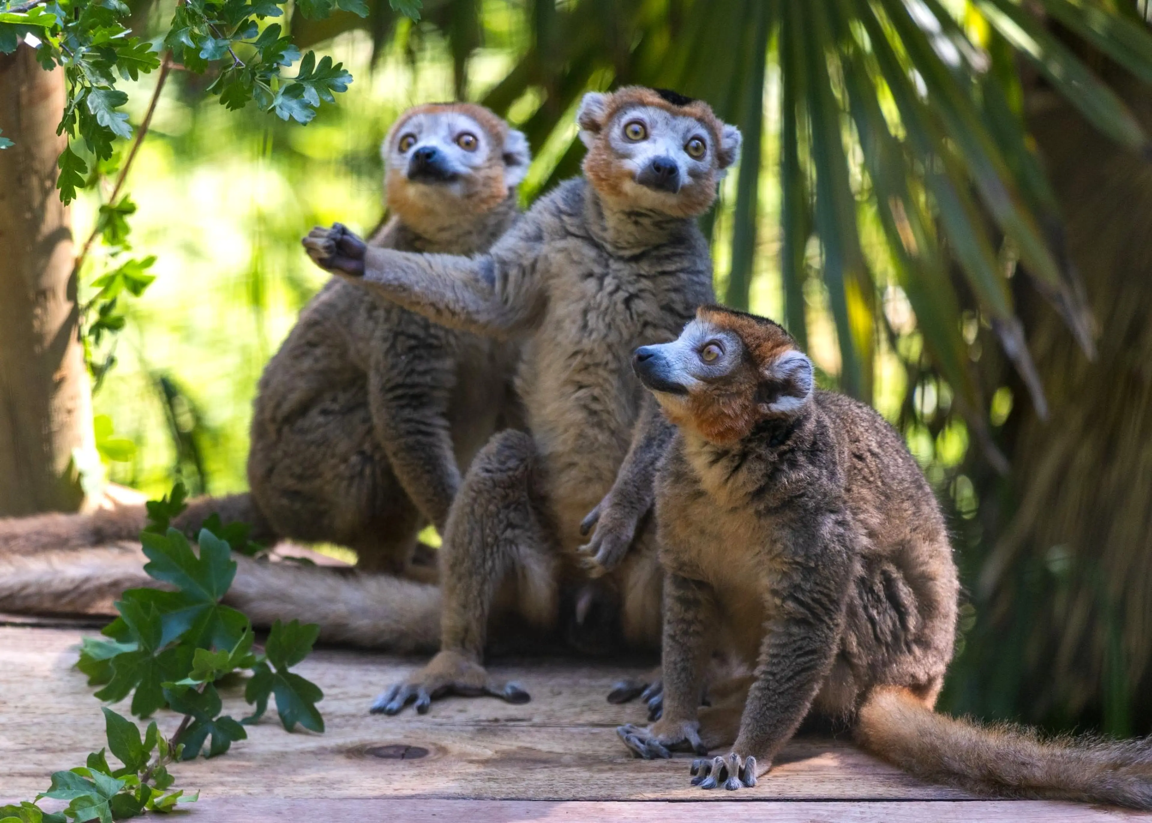 Three crowned lemur brothers sat eating together at Paignton Zoo in Devon, UK