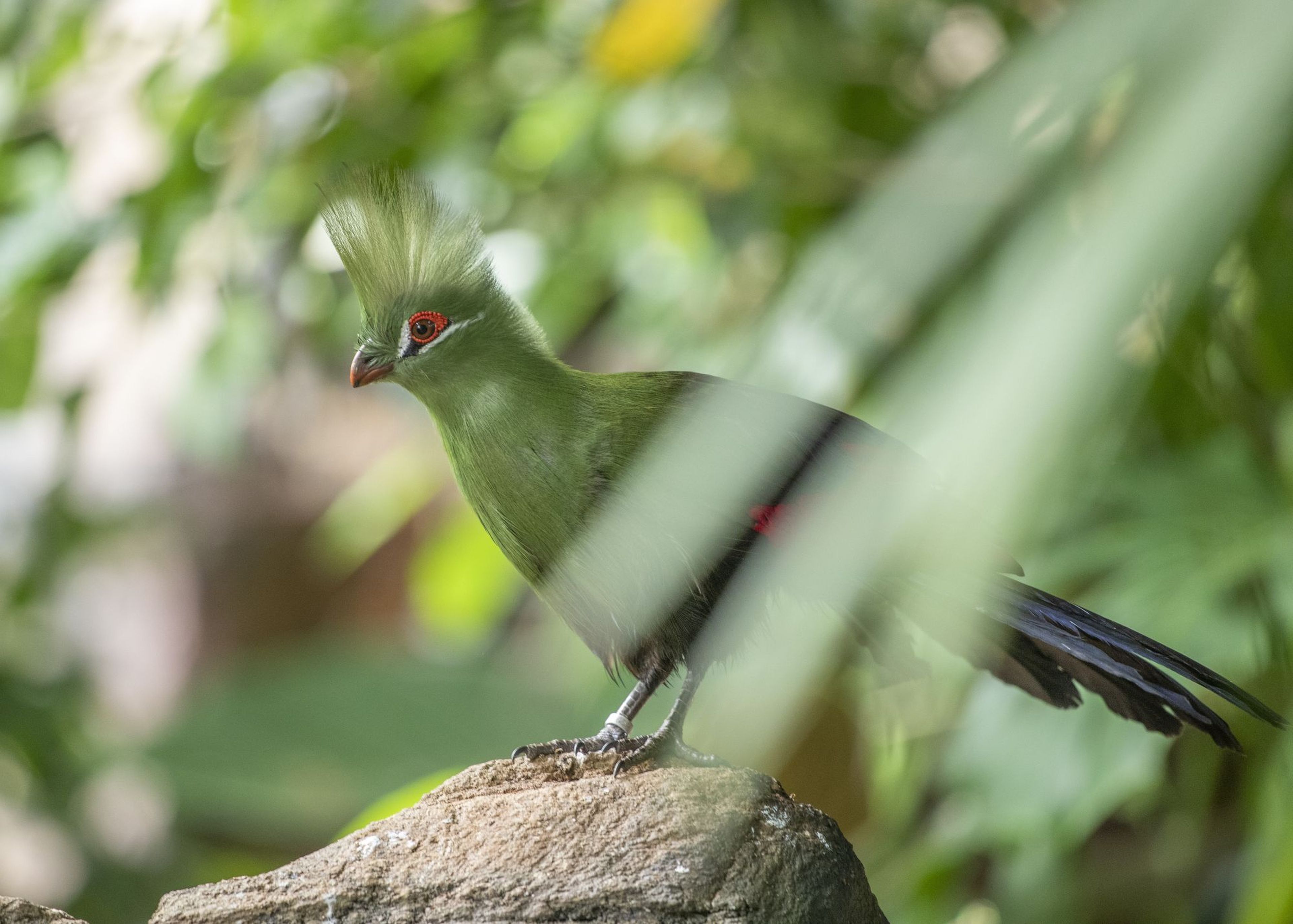A green turaco with a tall crest sits on a rock, surrounded by lush greenery. The bird has a distinctive red eye ring and a black tail.