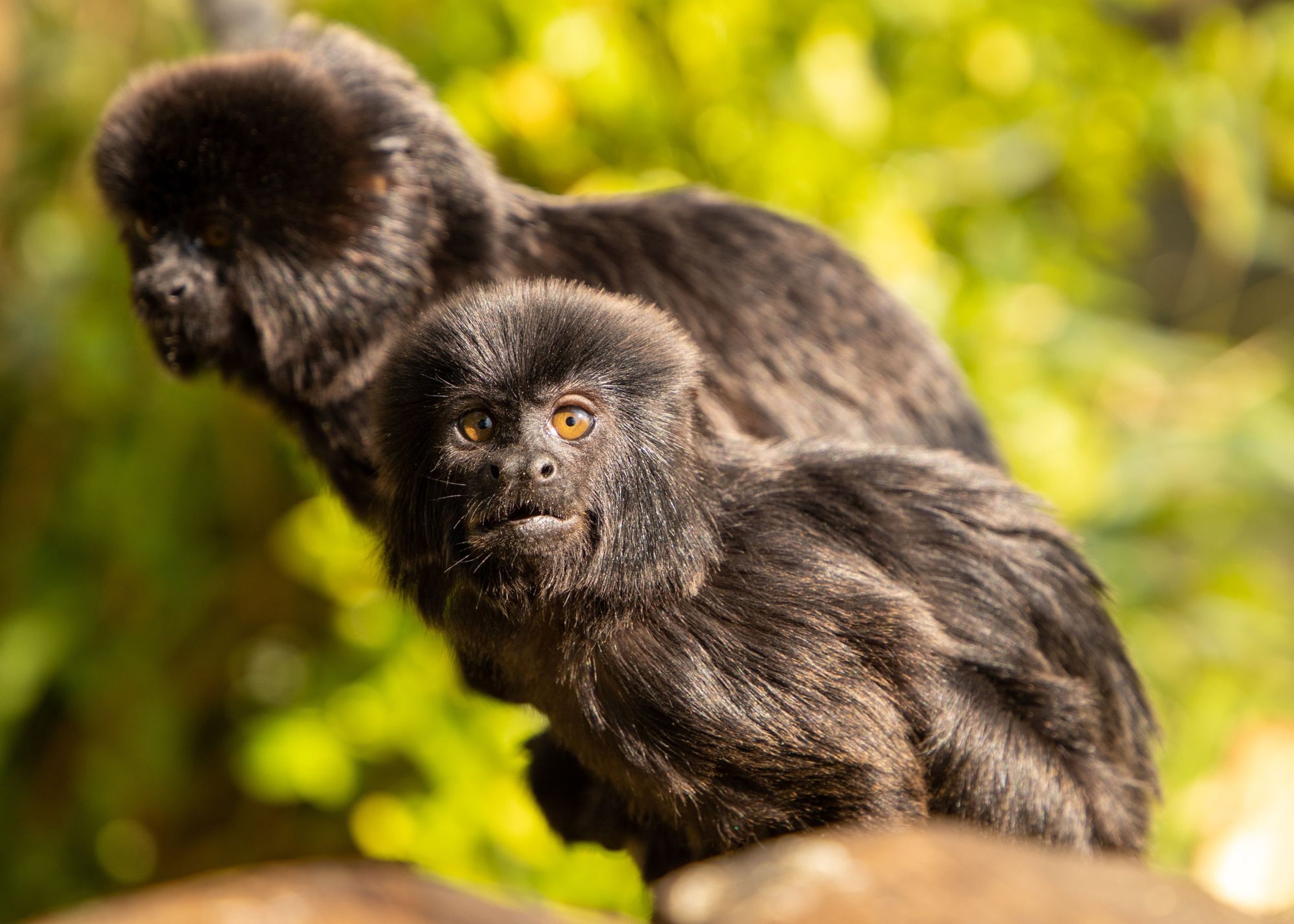 Two small, dark-furred monkeys with bright eyes sit on a branch against a vibrant green background.