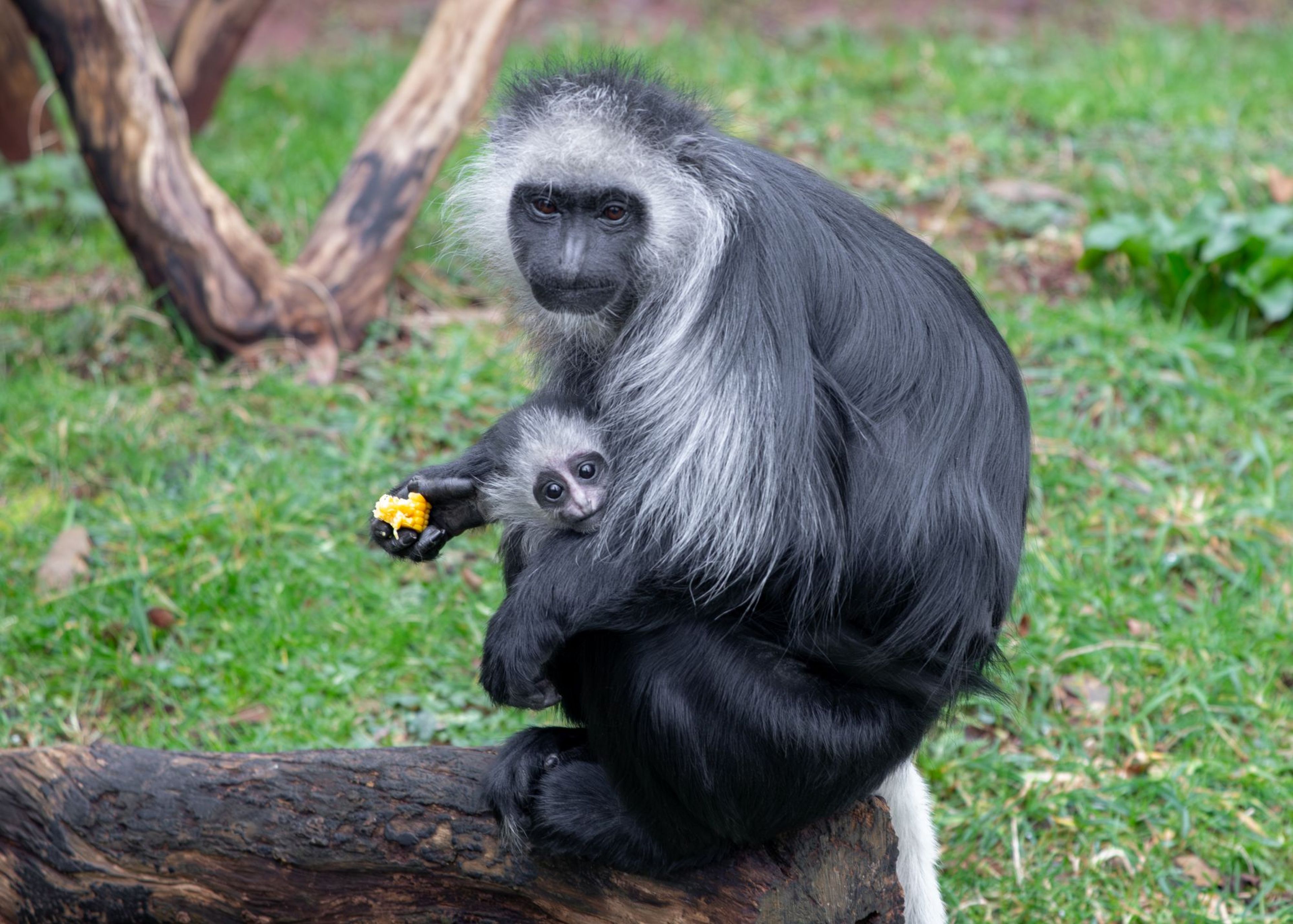 King colobus monkey female holding infant, eating sweetcorn at Paignton Zoo in Devon, UK