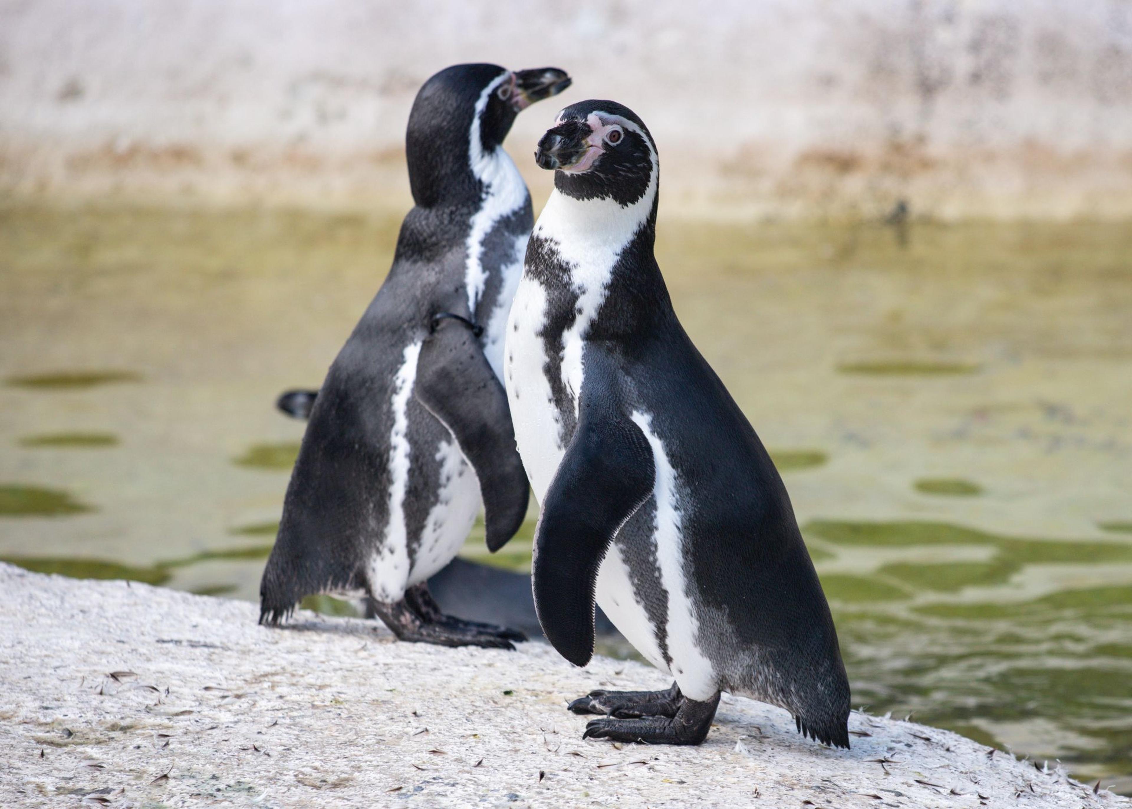 Two black and white penguins stand on a rocky surface by water, one facing forward and the other glancing to the side.
