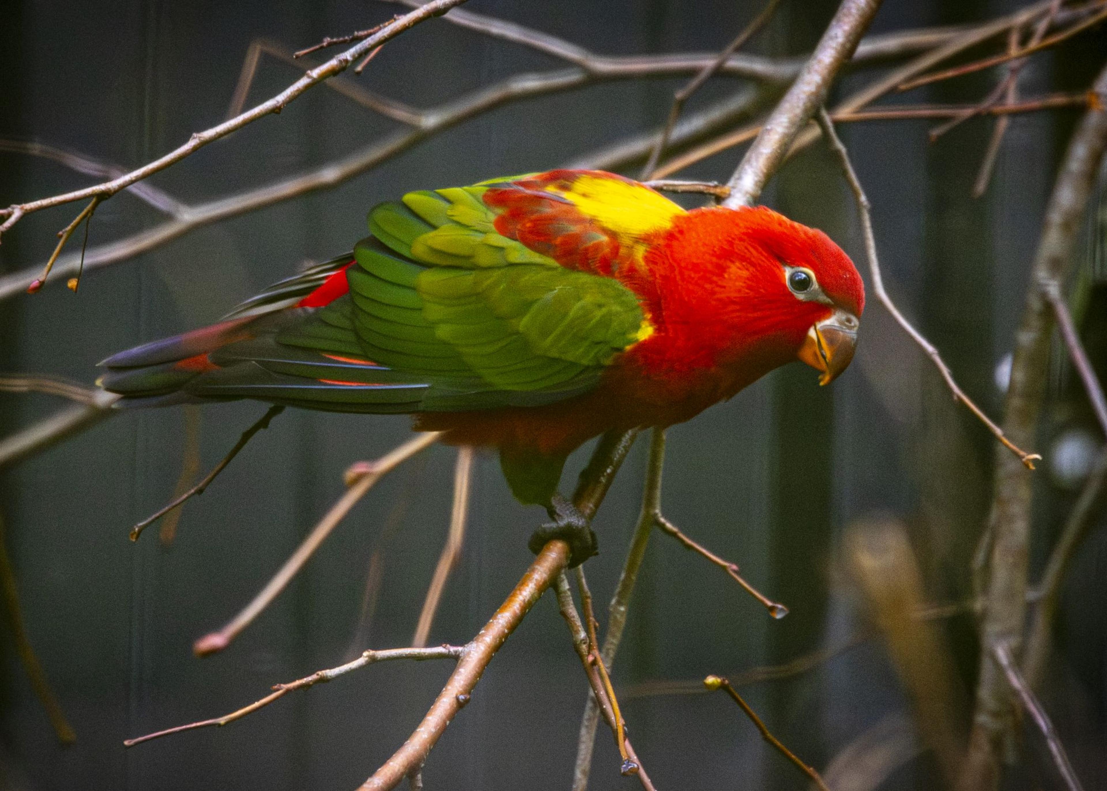 A vibrant red and green parrot perched on a branch, with its head turned to the side, in a natural setting.