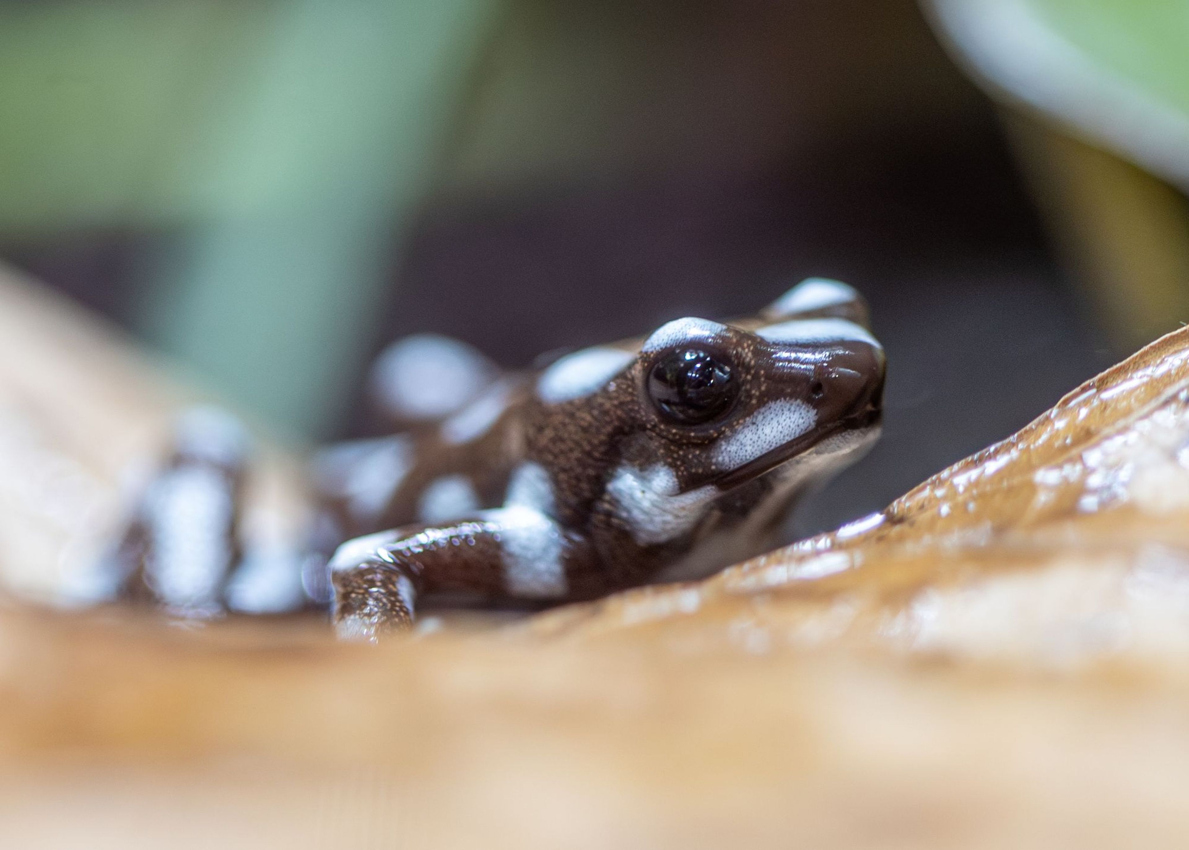 Close-up of a brown and white spotted frog sitting on a wet surface, with a blurred green and brown background.