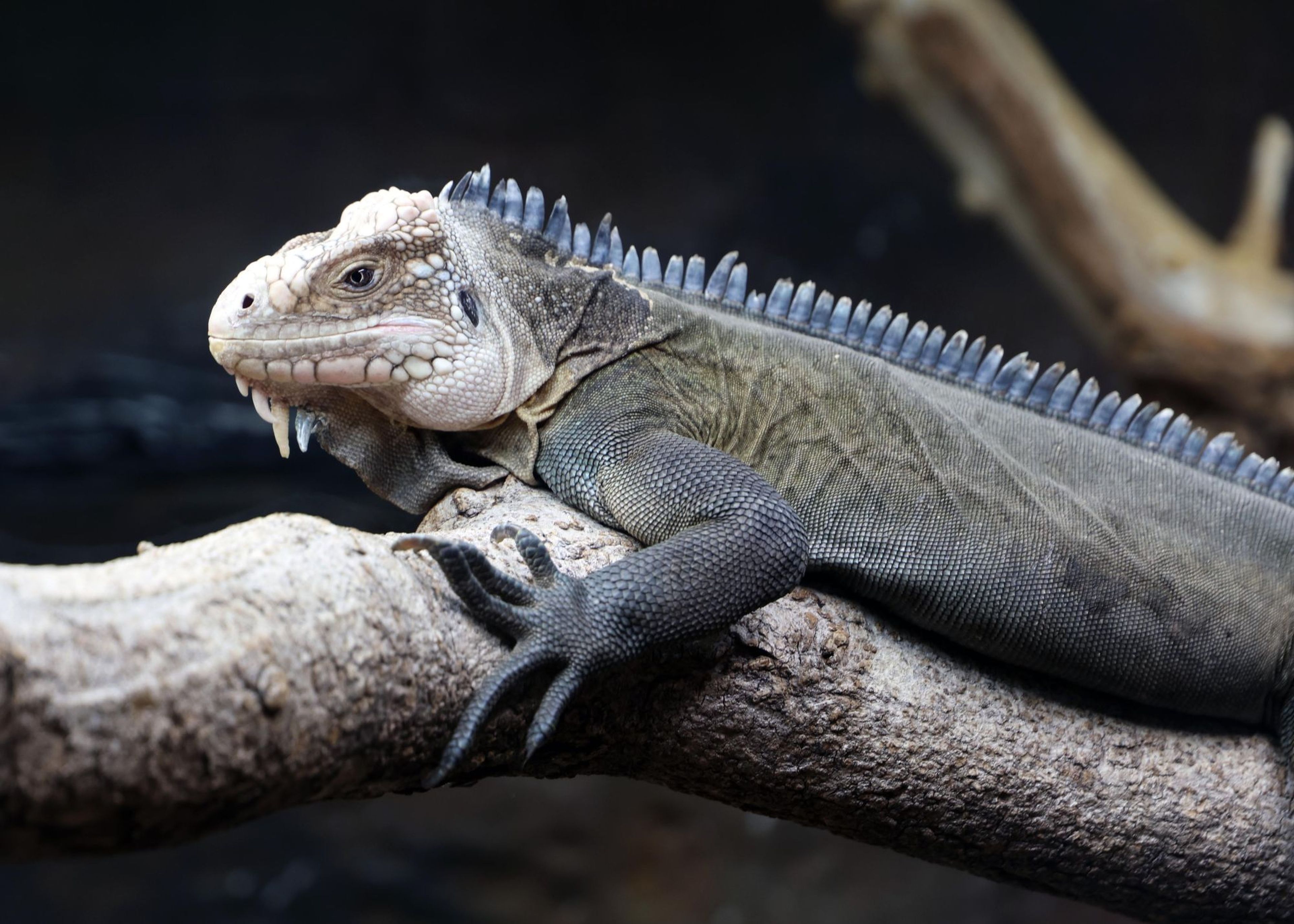 Lesser Antillean iguana sitting calmly on a branch at Paignton Zoo in Devon, UK