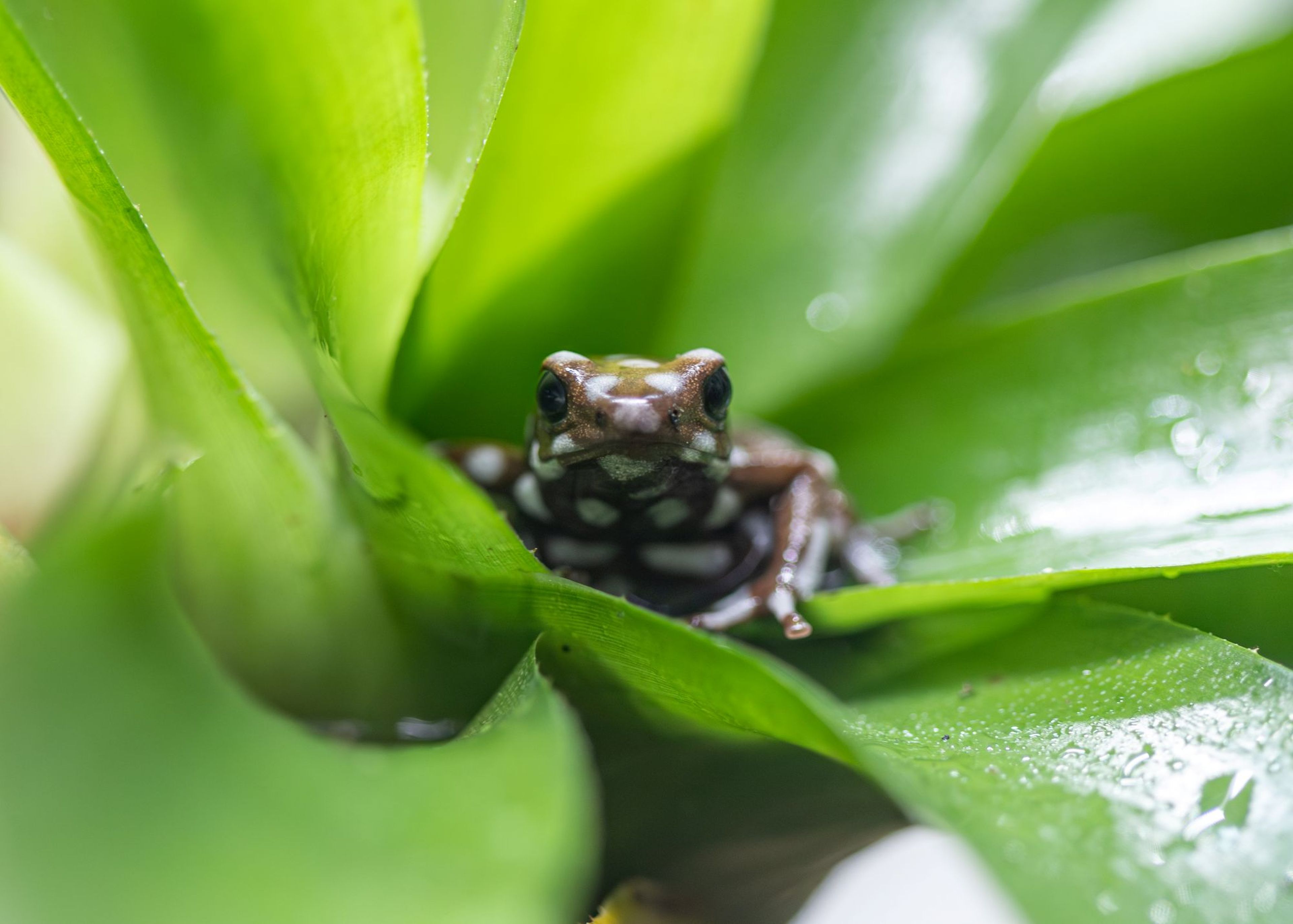 Frog sitting on a bright green leaf, with droplets of water around it, creating a vibrant, natural scene.