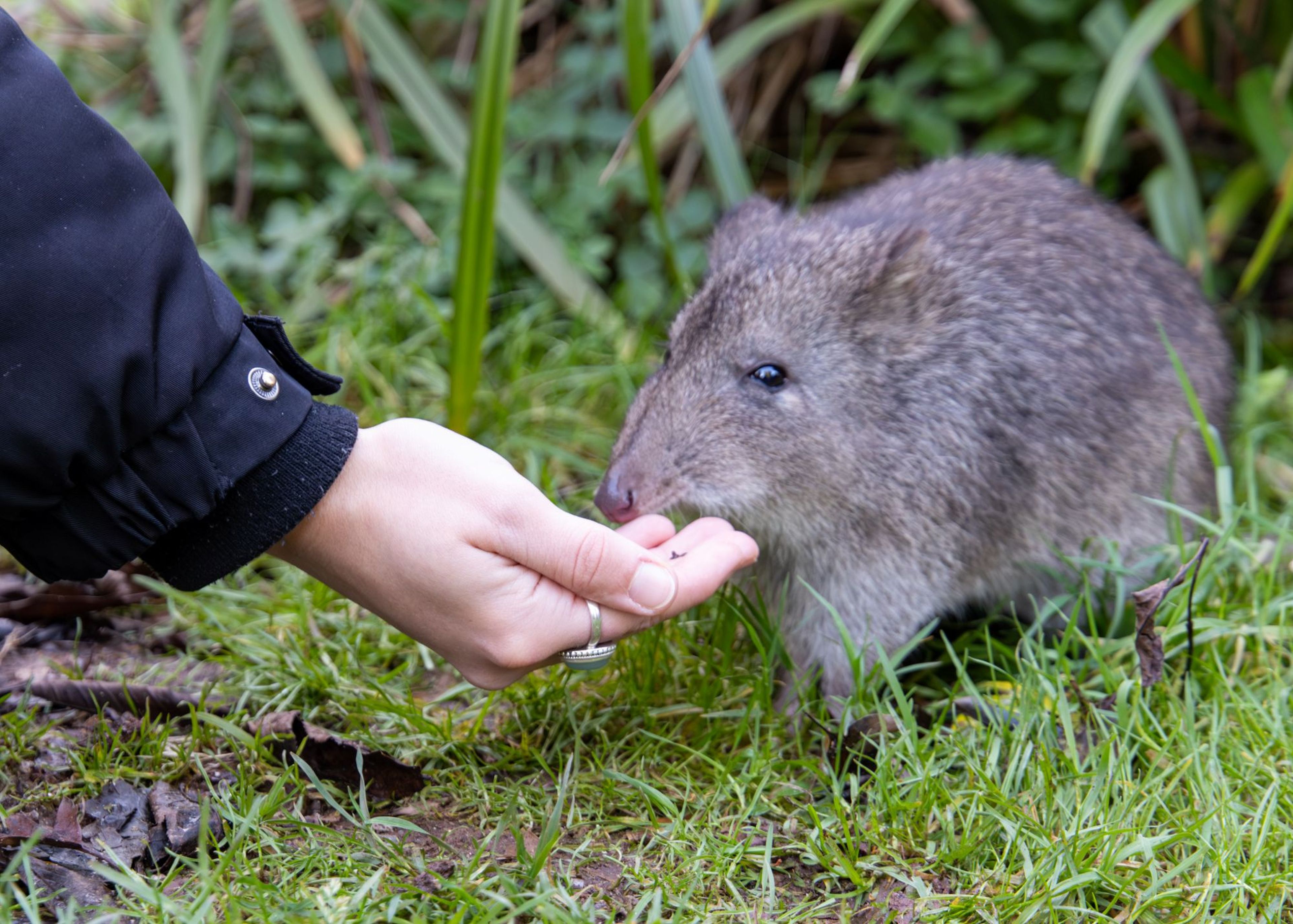 A small potoroo sniffs a person's hand as it stands on grass, surrounded by green foliage. The person is wearing a black sleeve.