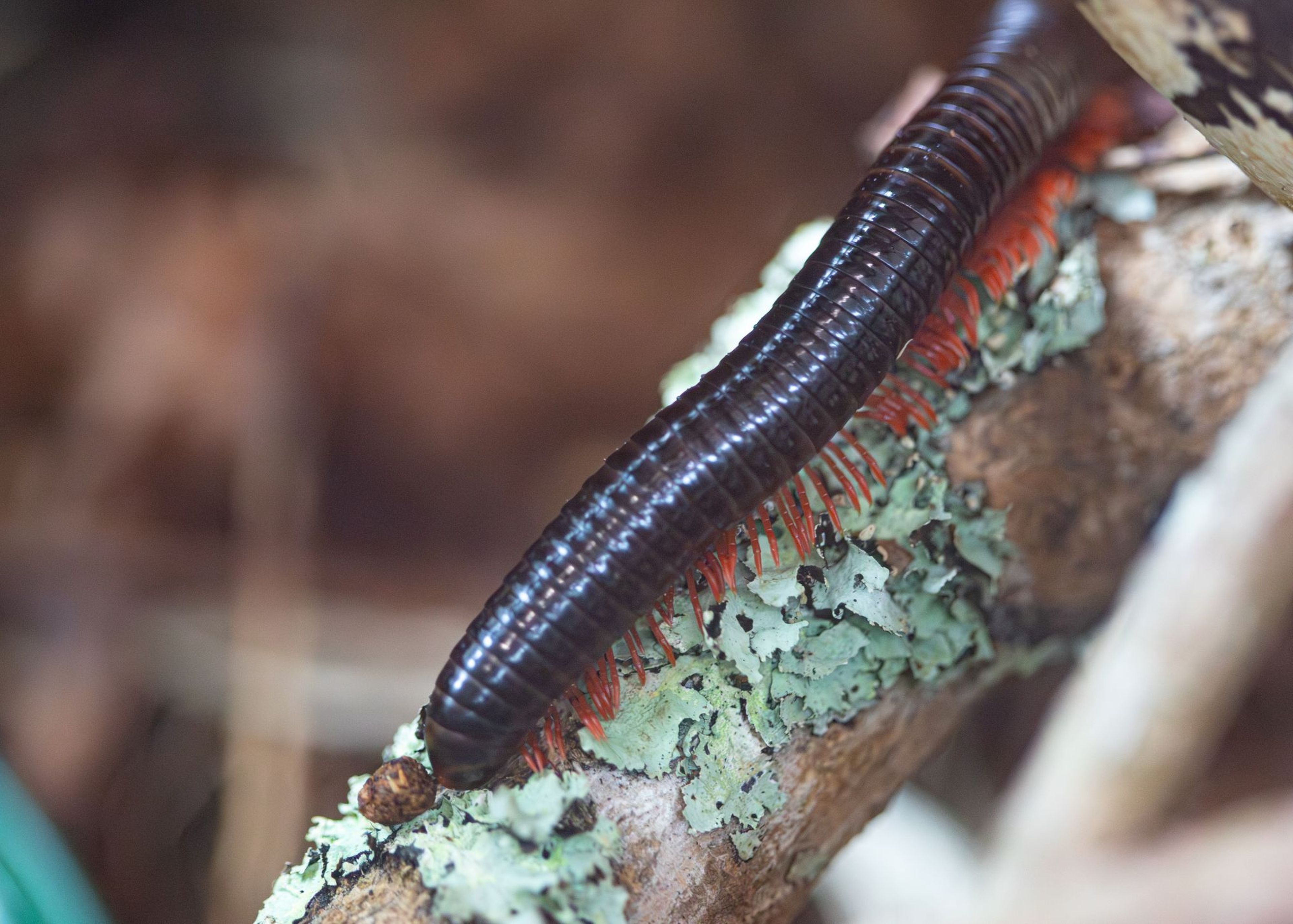 Close-up of a dark brown millipede with bright red legs crawling on a lichen-covered branch.