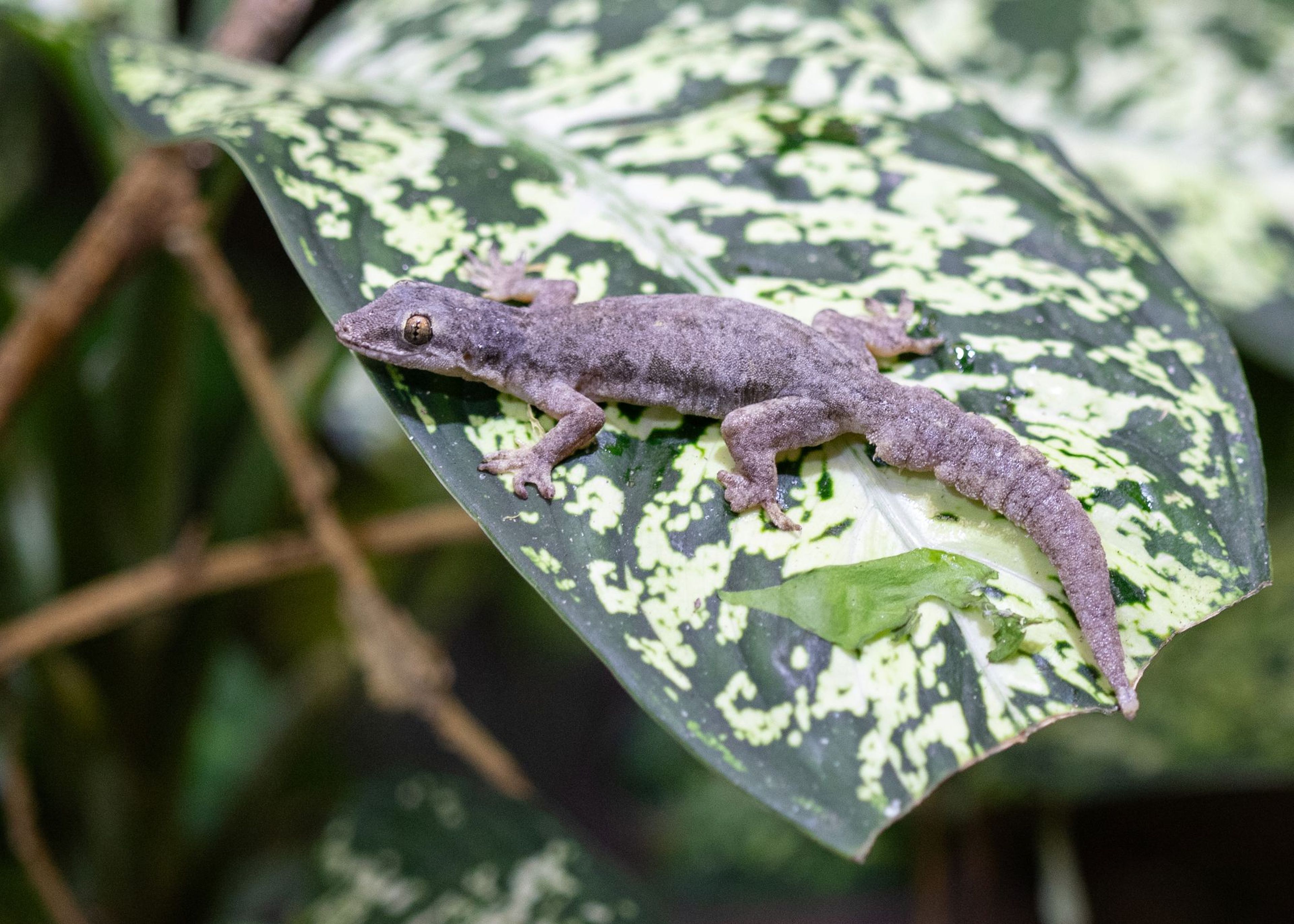 An Asian day gecko rests on a large green leaf with white speckles, surrounded by foliage and branches.