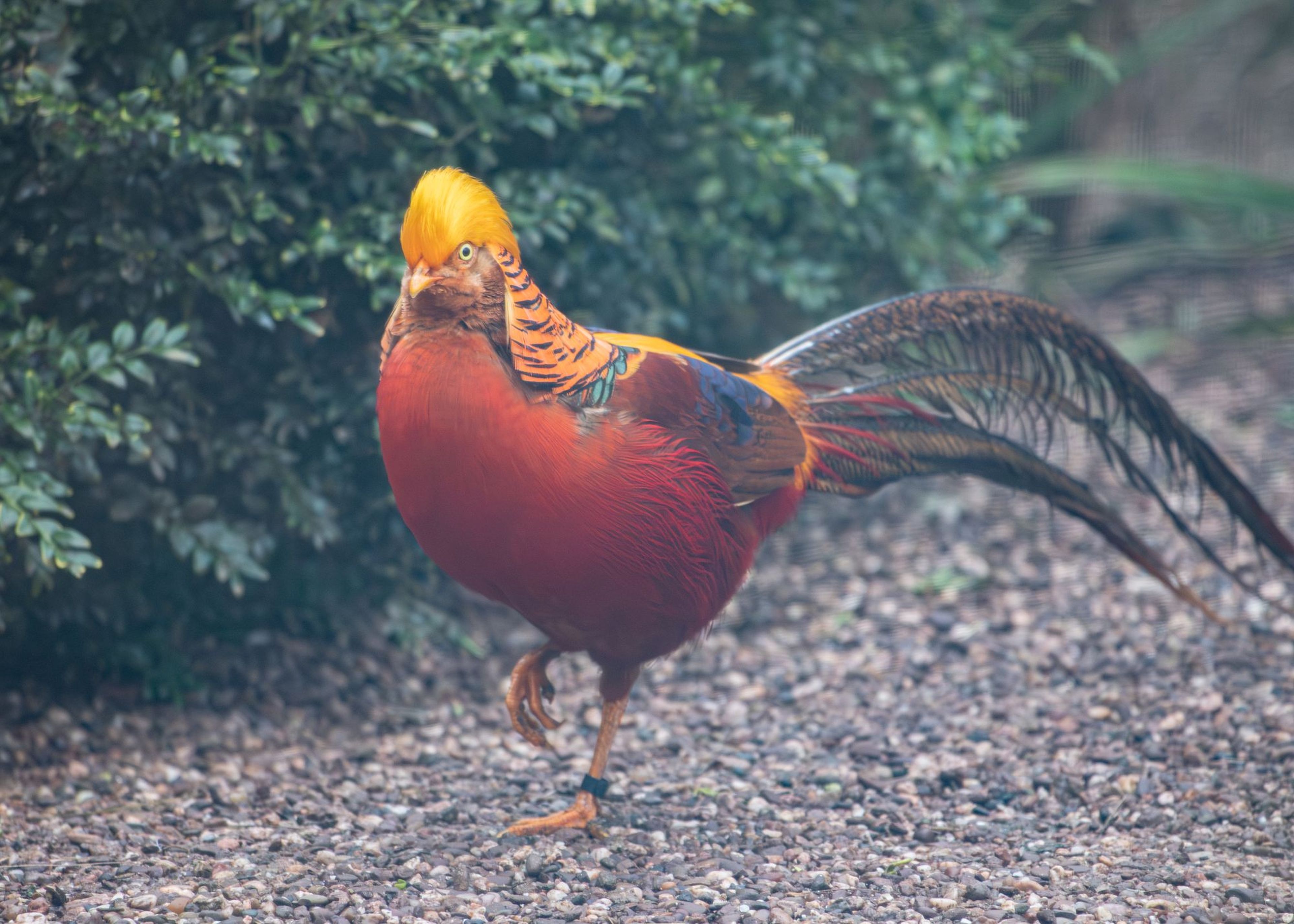 A colorful pheasant with vibrant red and golden plumage, adorned with long tail feathers, walks on a gravel path beside green bushes.