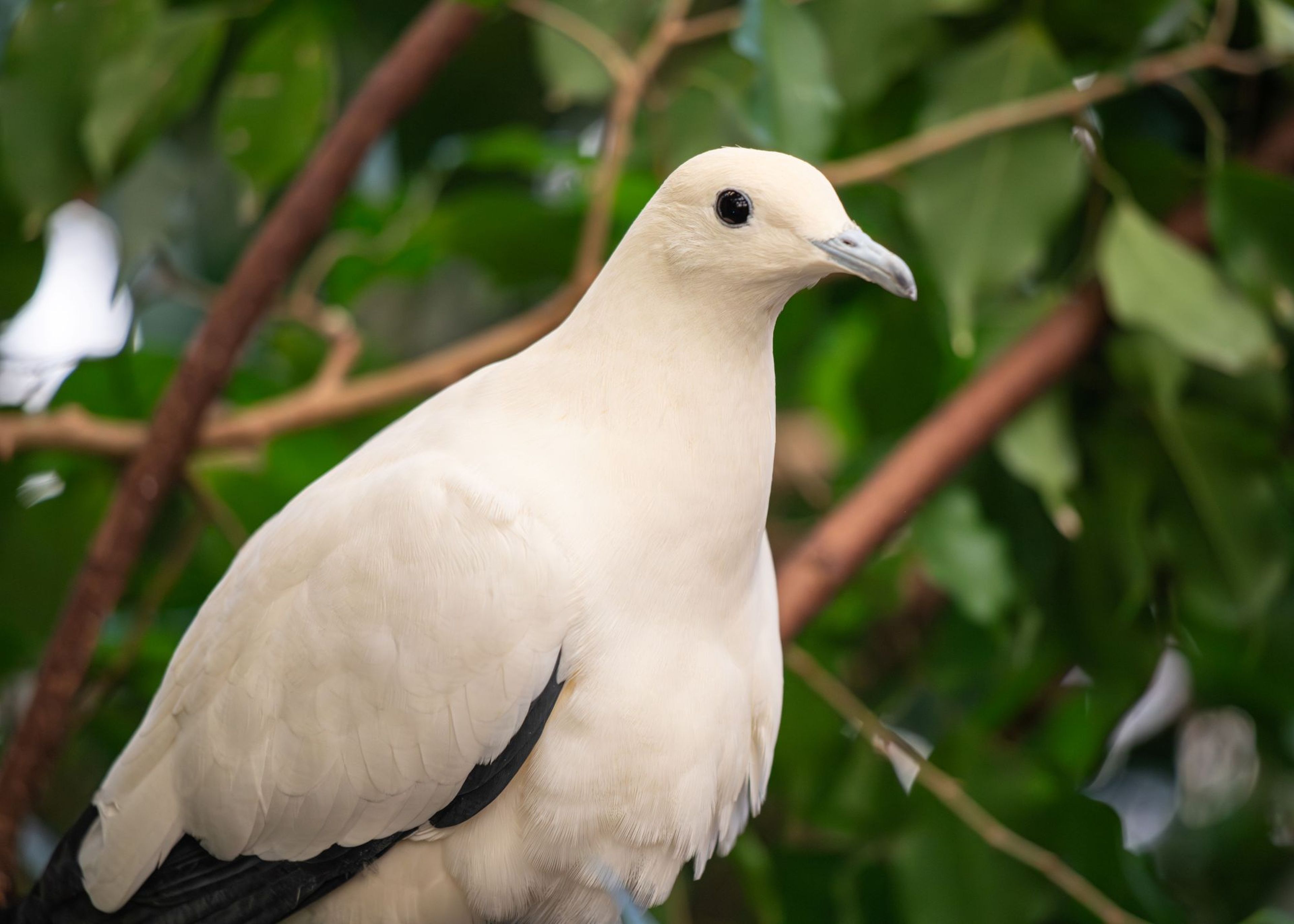 White bird with black eyes perched on a branch surrounded by lush green leaves.
