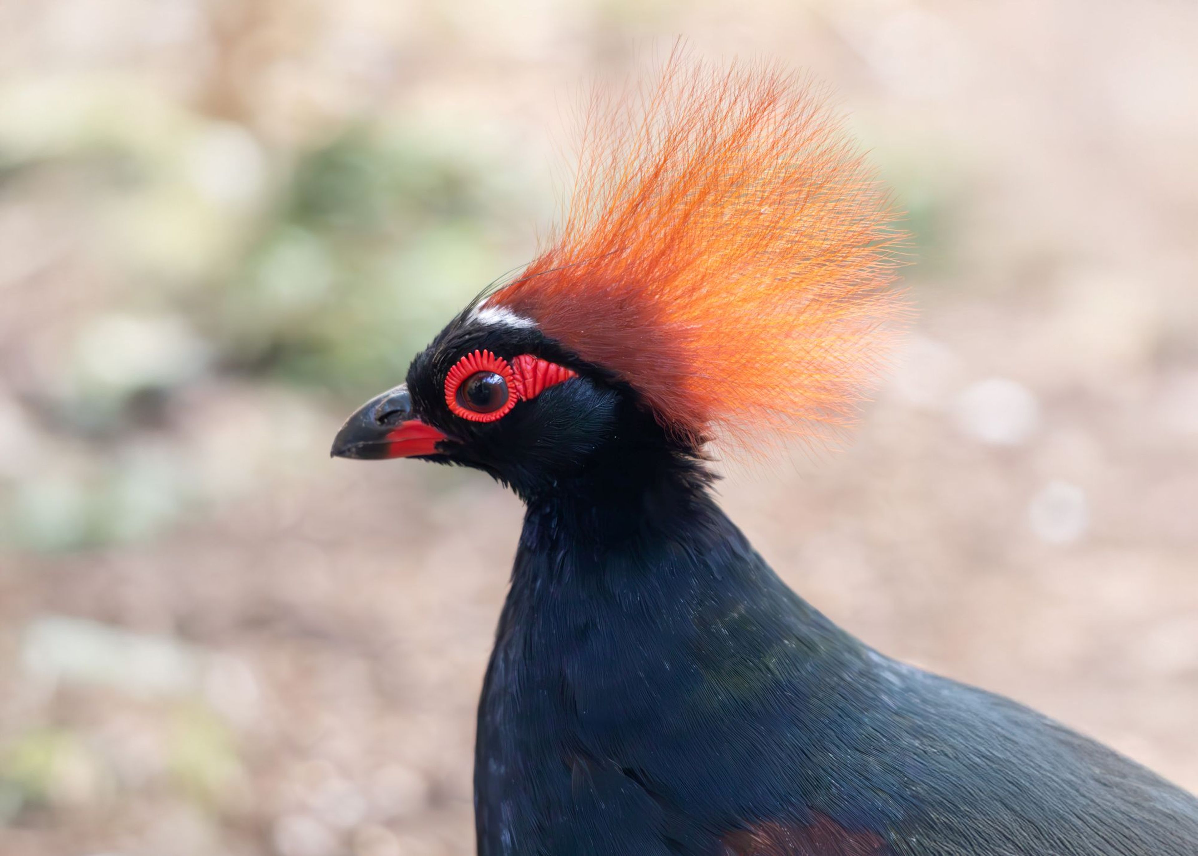 Close-up of a black bird with a bright orange crest and red eye rim, set against a blurred, neutral background.