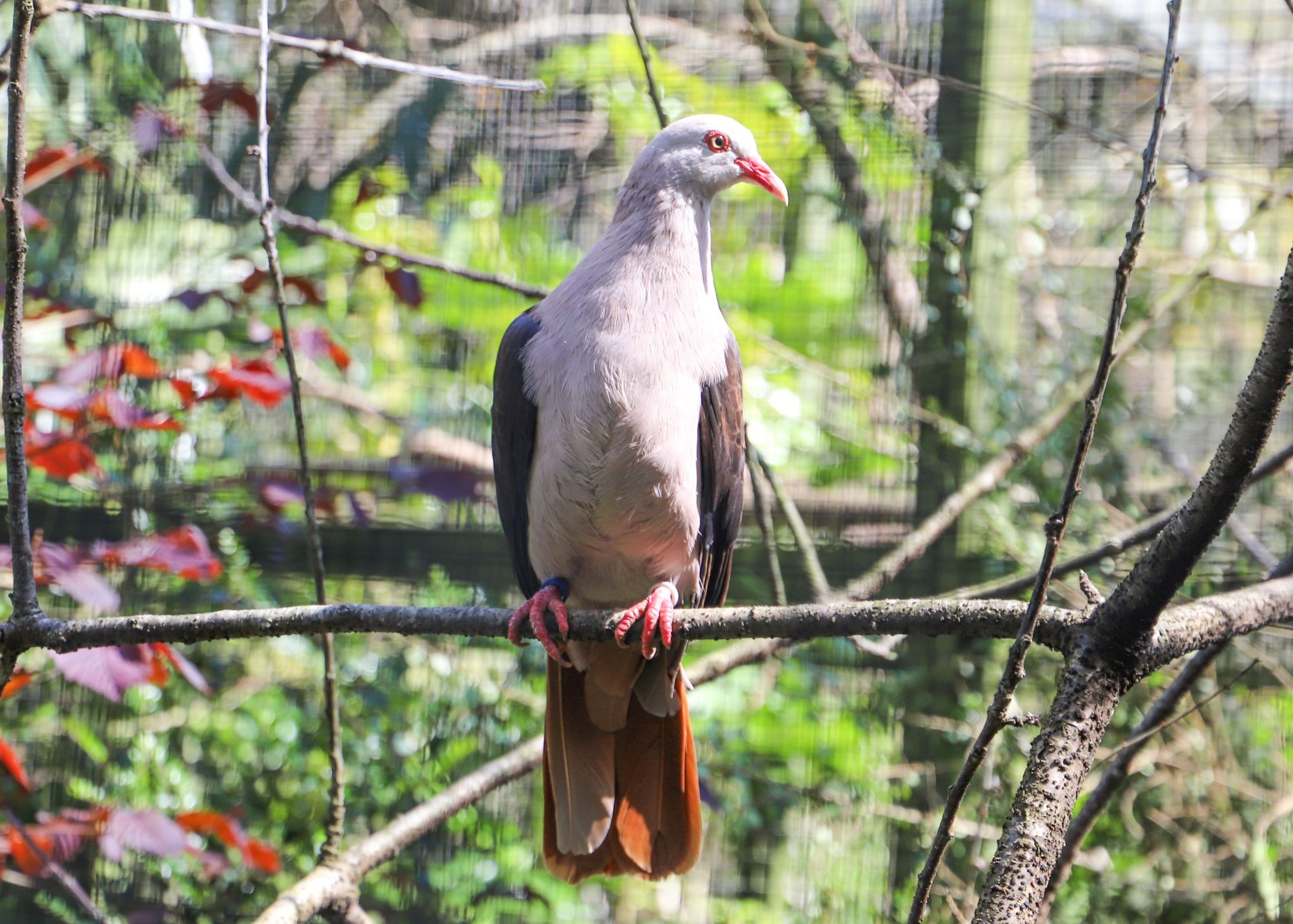 A white and grey bird with red legs and beak perched on a branch in a lush, green forest setting. At Paignton Zoo in Devon, UK