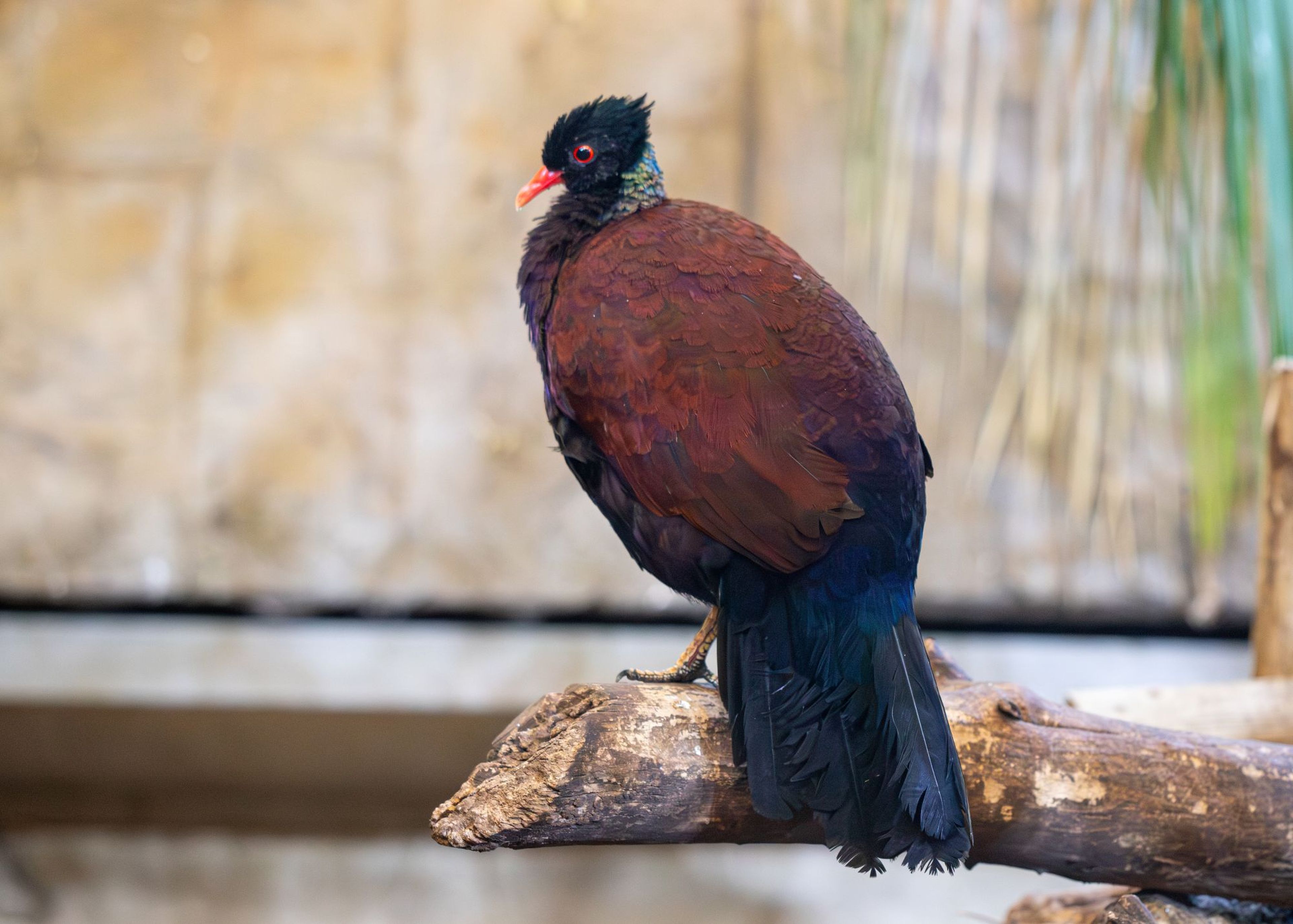 A colorful bird with dark red and black feathers and a red beak perches on a branch indoors, with a blurred background.