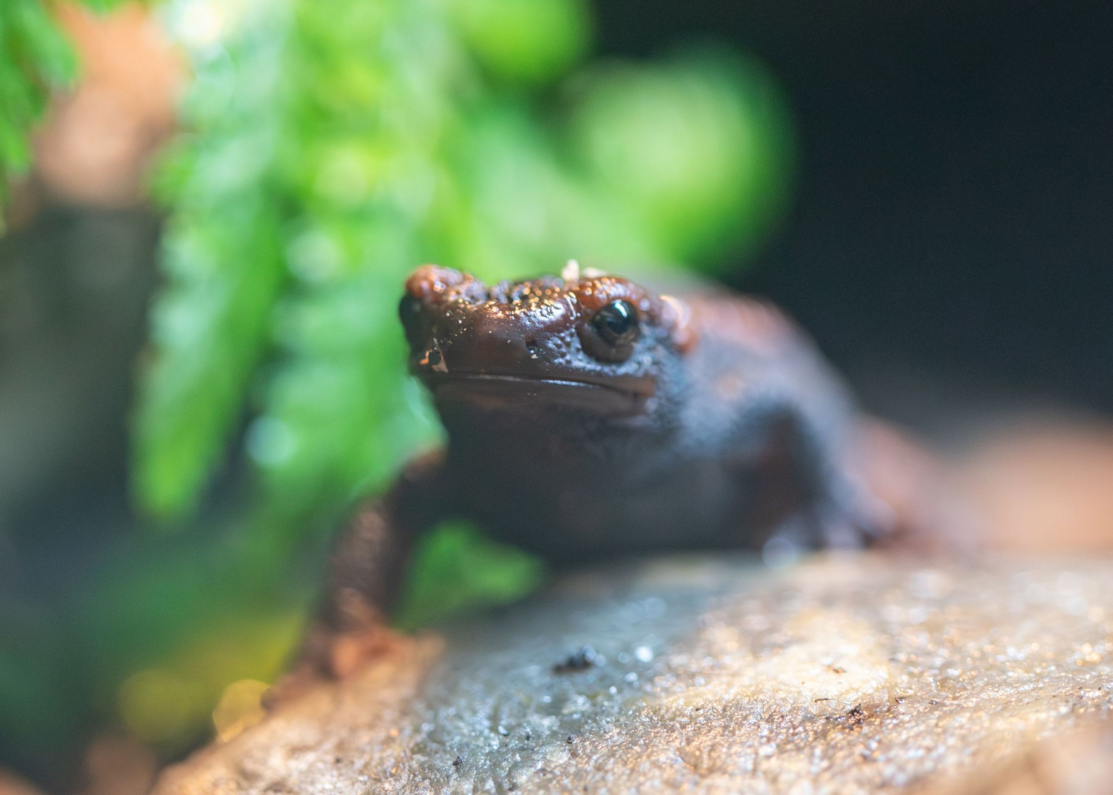 A Chinese emperor newt sits on a wet rock, with blurred green foliage in the background at Paignton Zoo in Devon, UK