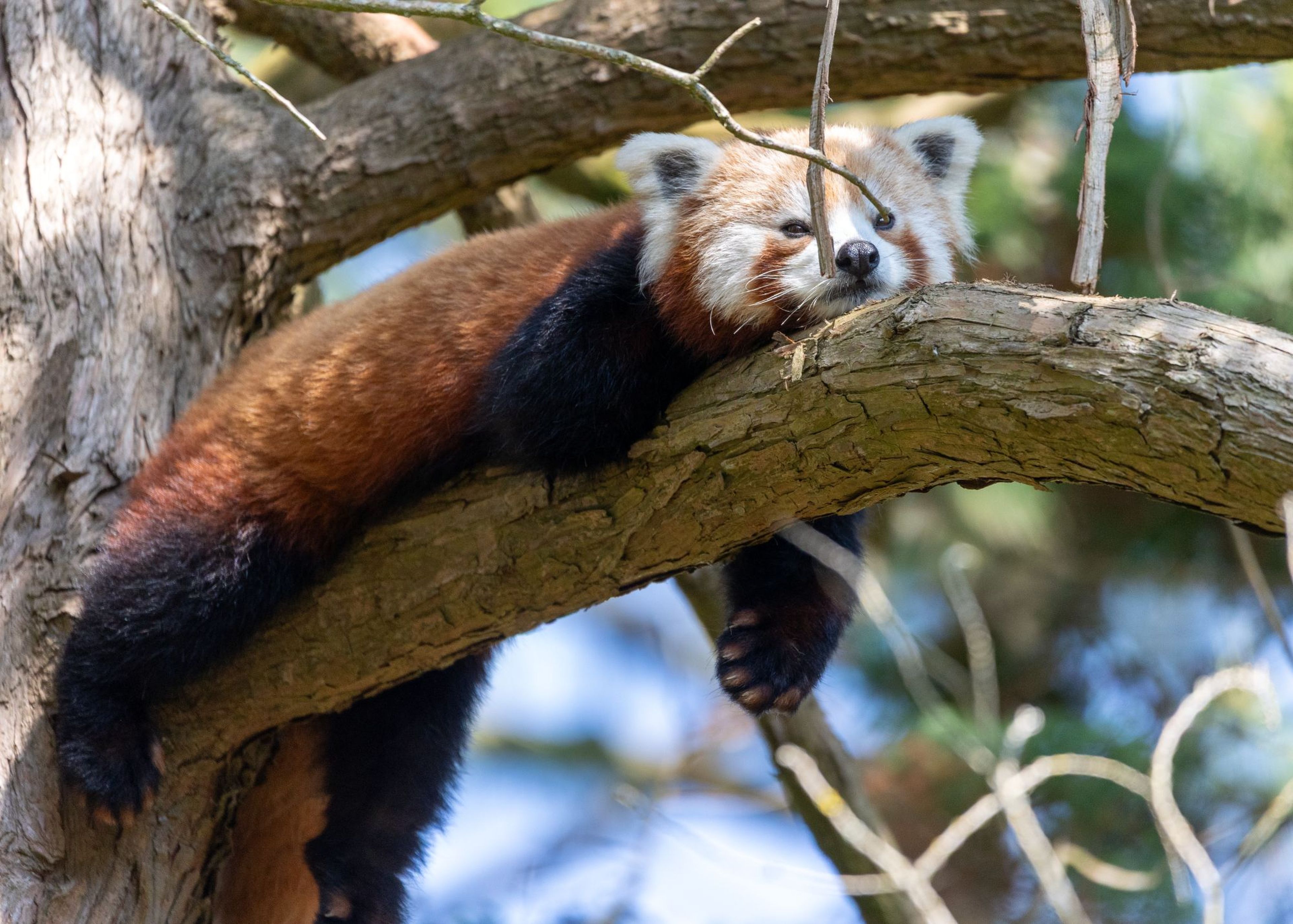 A red panda resting on a tree branch, with its head and paws draped over the wood, surrounded by blurred foliage. At Paignton Zoo in Devon, UK