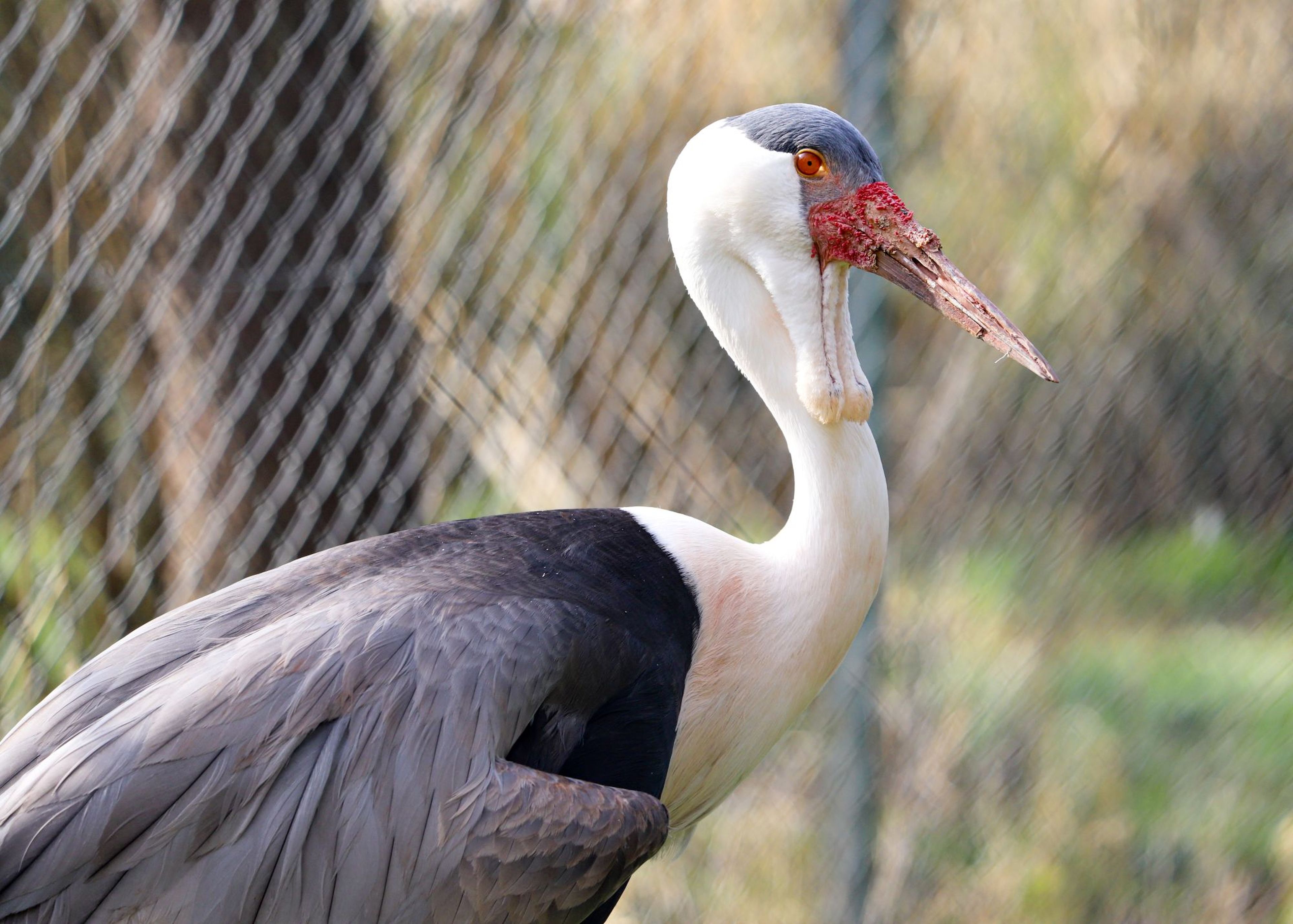 A large bird with a white neck, dark wings, and a red-speckled beak stands near a chain-link fence with a blurred natural background.