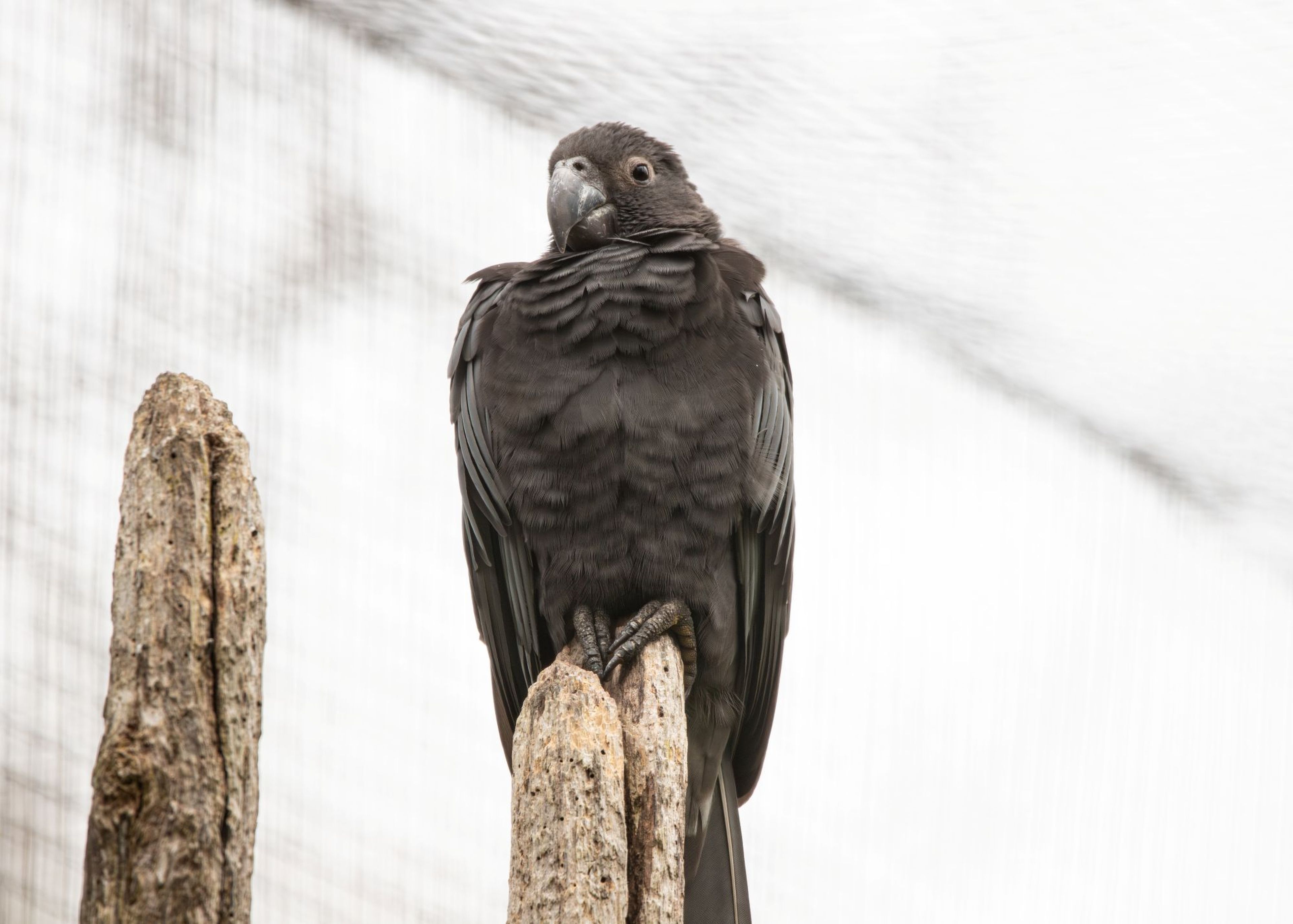Black parrot perched on weathered wooden stumps, with a soft-focus, light gray background.