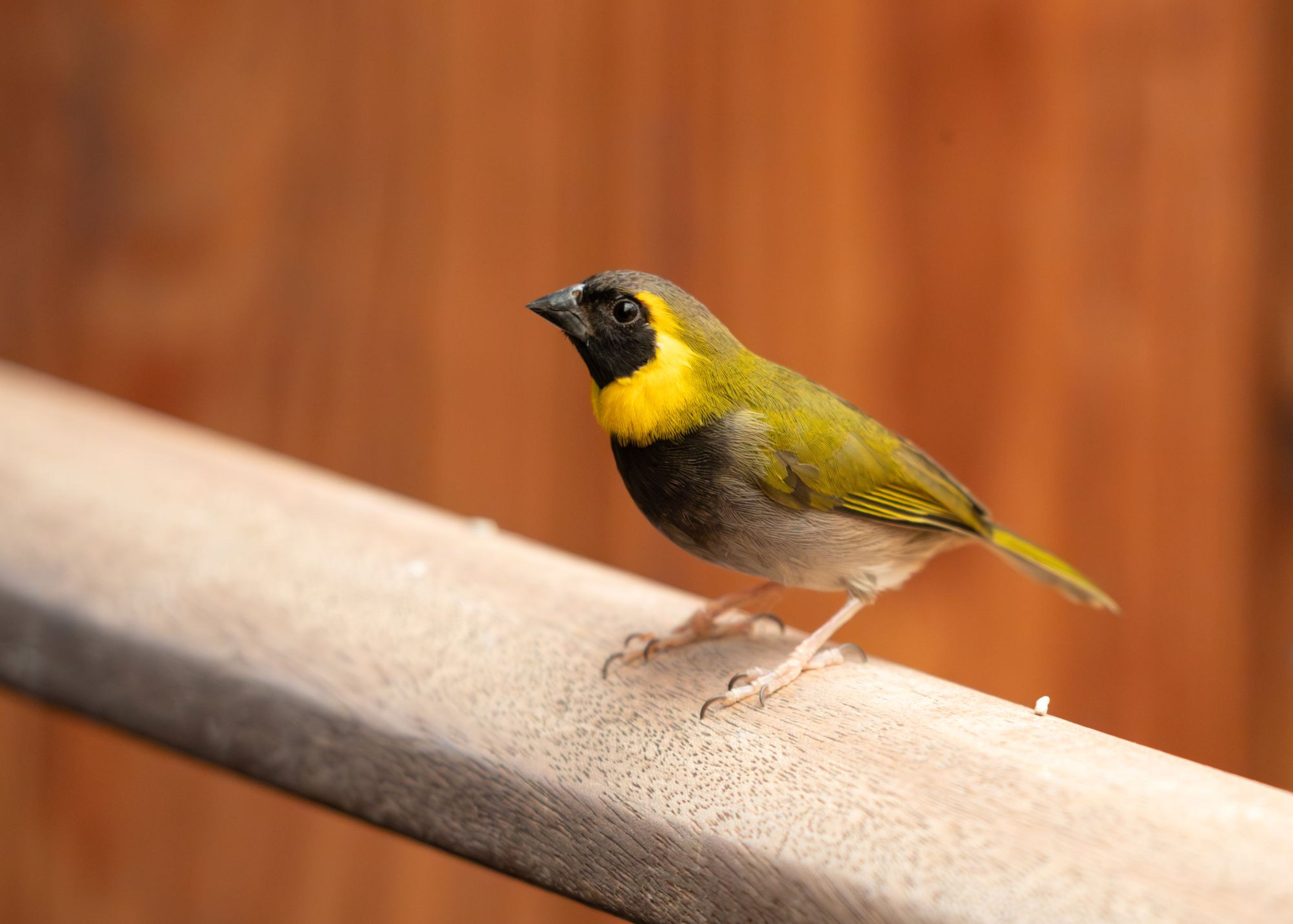 A small bird with a yellow and green plumage and a black face, perched on a wooden surface against a blurred brown background.