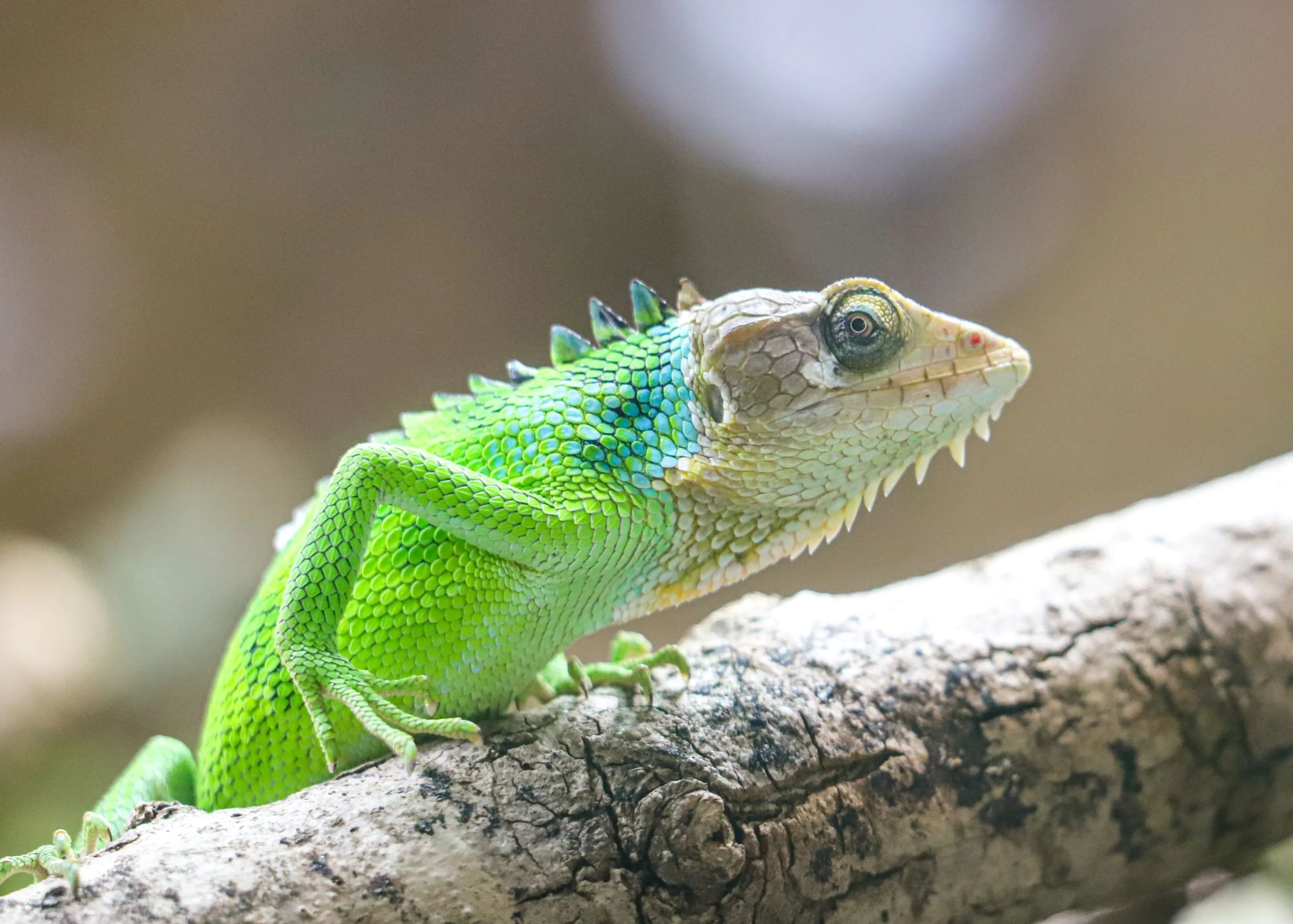 Bright green lizard with blue scales and spiky ridge, perched on a branch, gazing to the side. Paignton Zoo in Devon, UK
