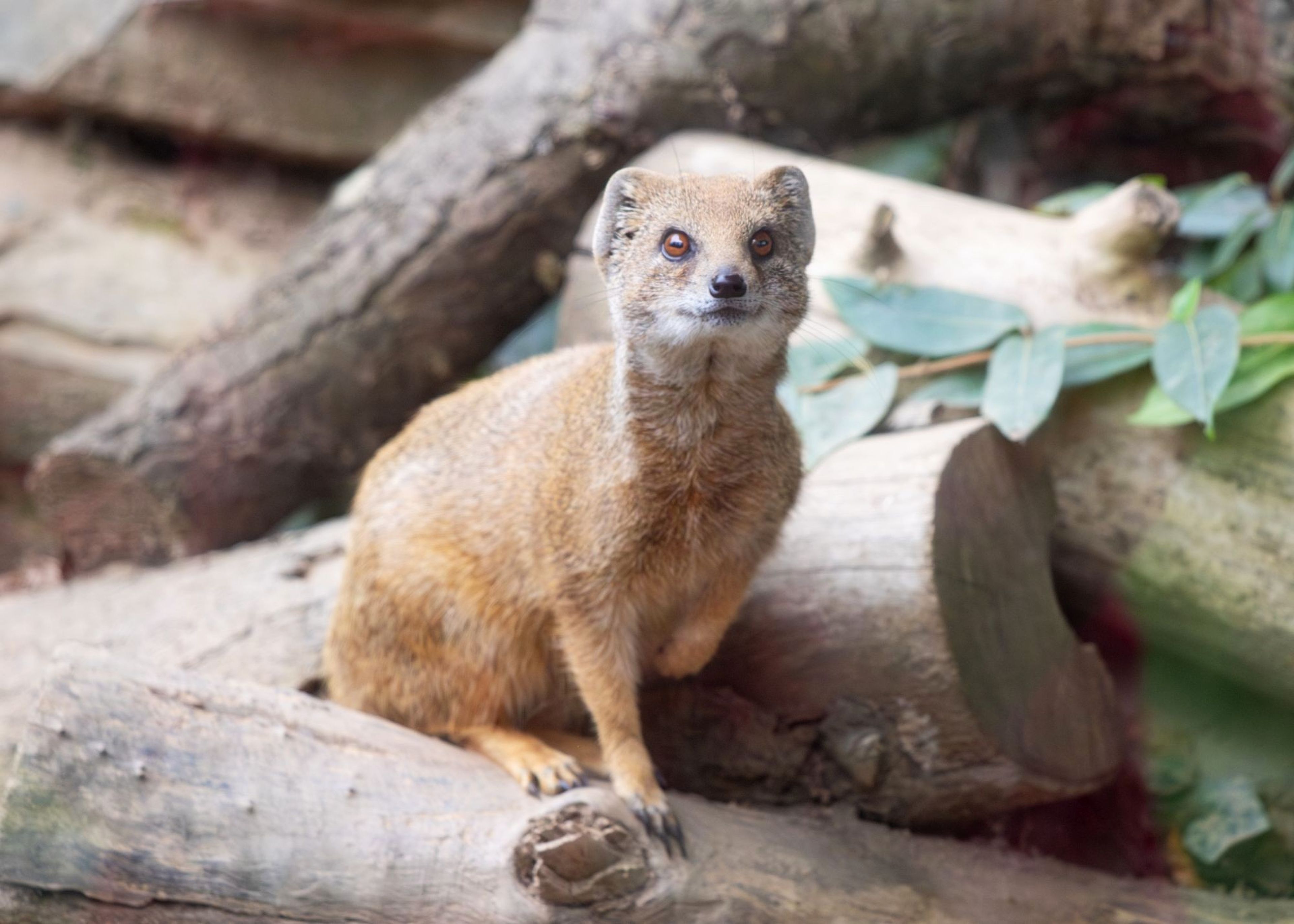 A yellow mongoose with reddish-brown fur sits alert on a pile of logs, looking towards the camera, surrounded by leaves and branches.