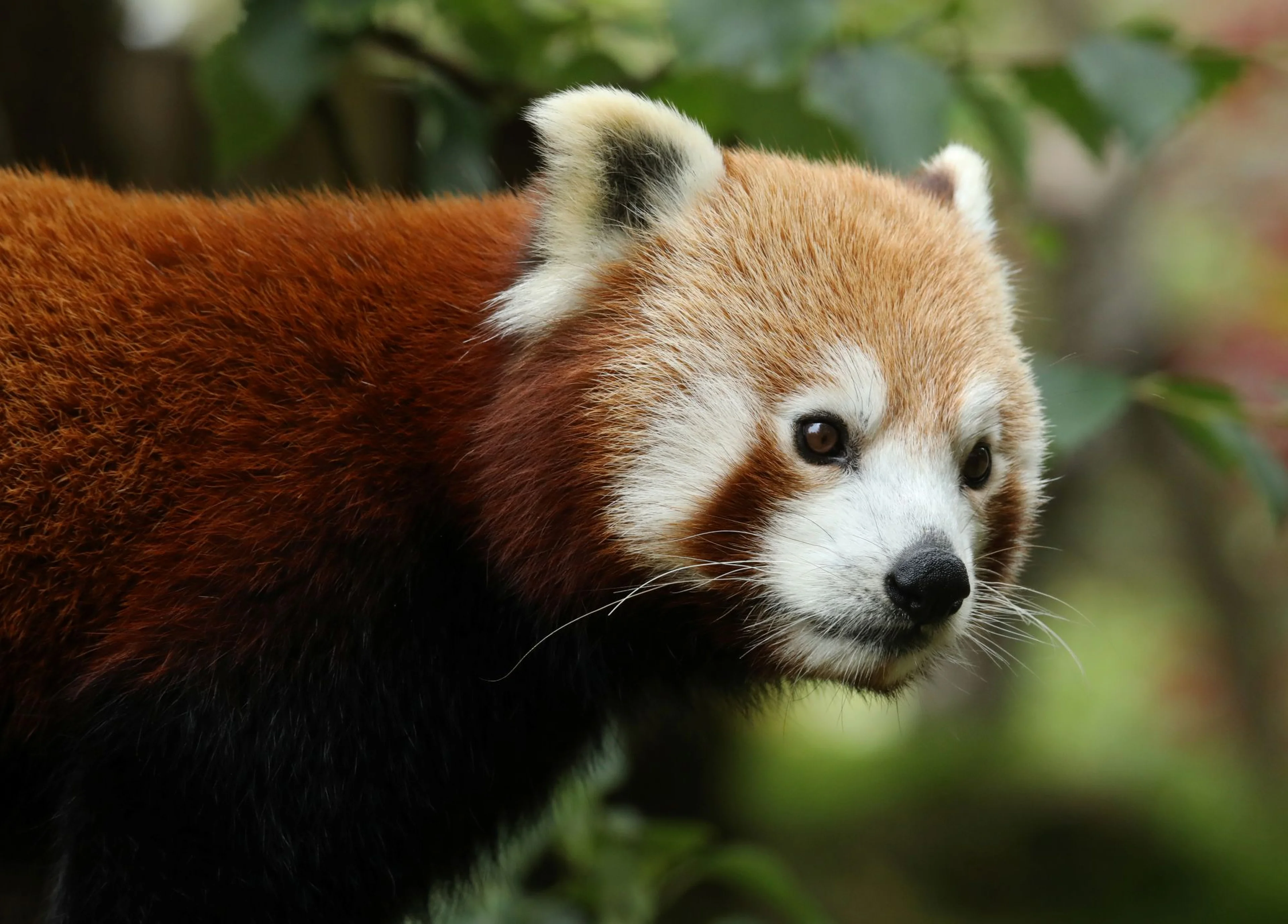 A red panda with a reddish-brown coat and white markings on its face, standing against a backdrop of green foliage.