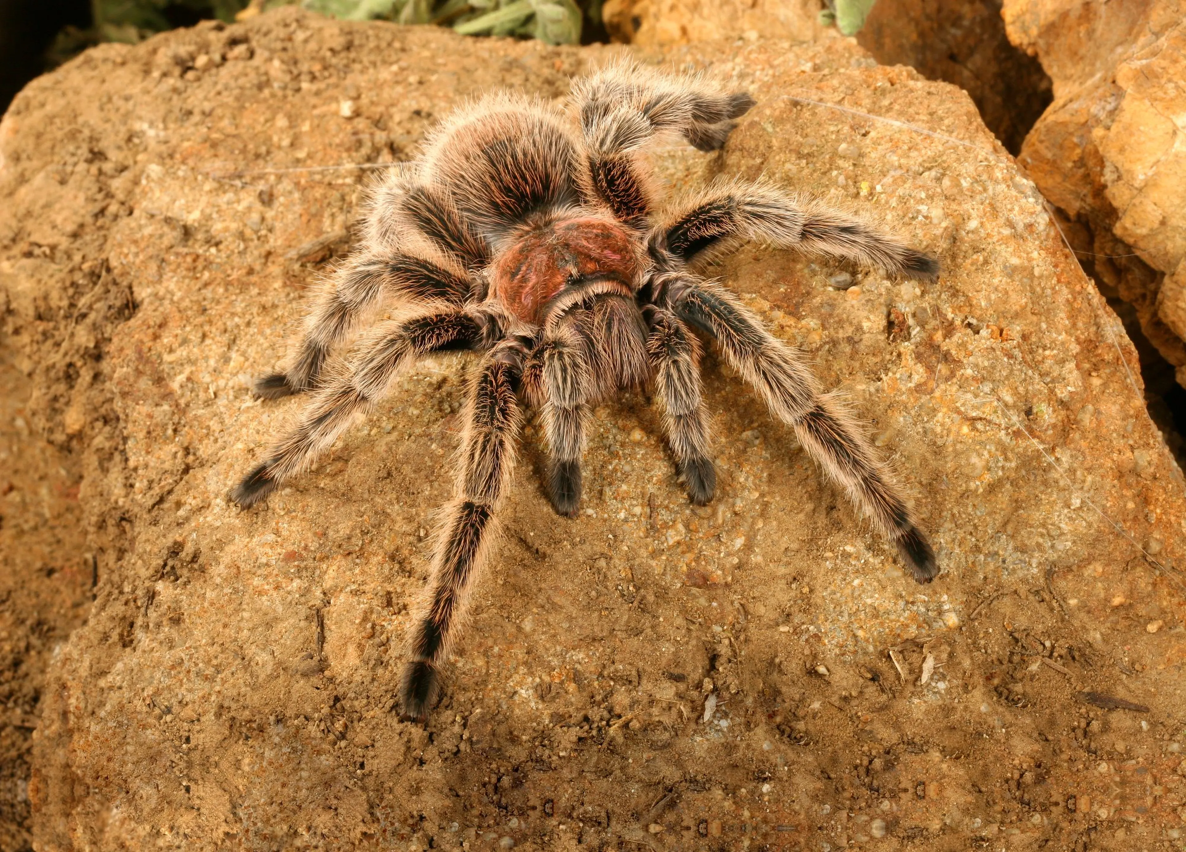 Een Chileense vogelspin bij Eindhoven Zoo.