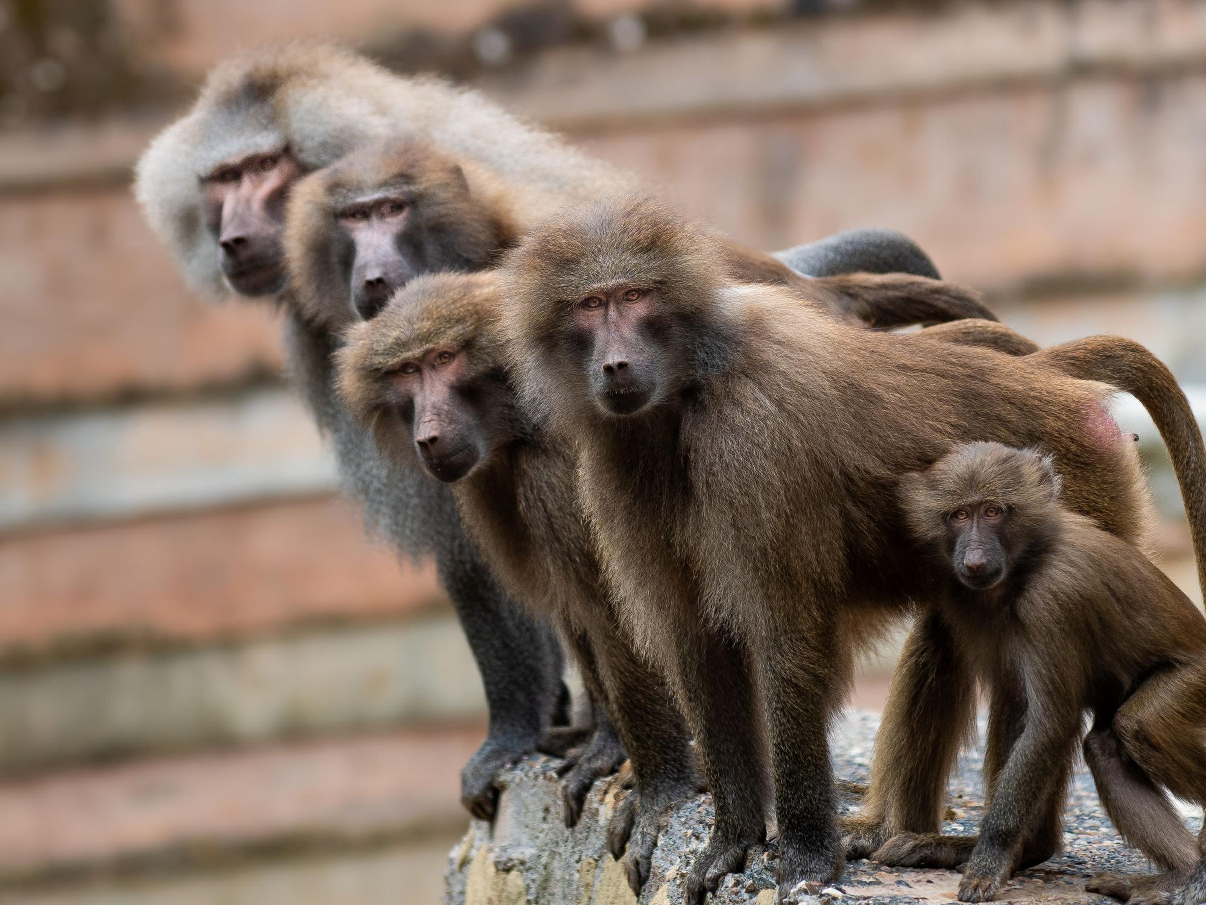 A troop of Hamadryas baboons all standing in a line waiting for food at Paignton Zoo in Devon, UK