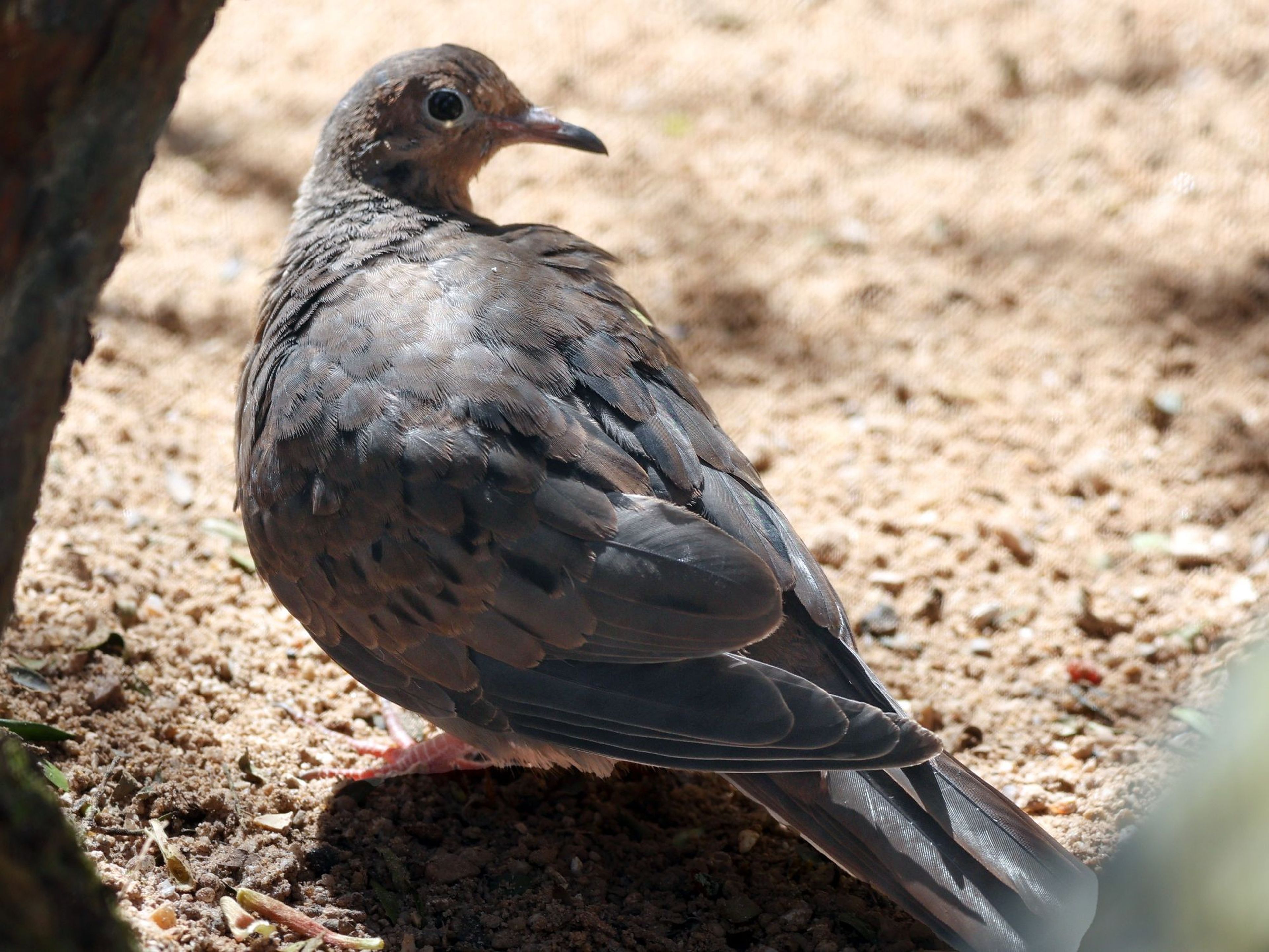 A socorro dove with grey-brown feathers is perched on sandy ground, looking over its shoulder, illuminated by dappled sunlight. At Paignton Zoo in Devon, UK