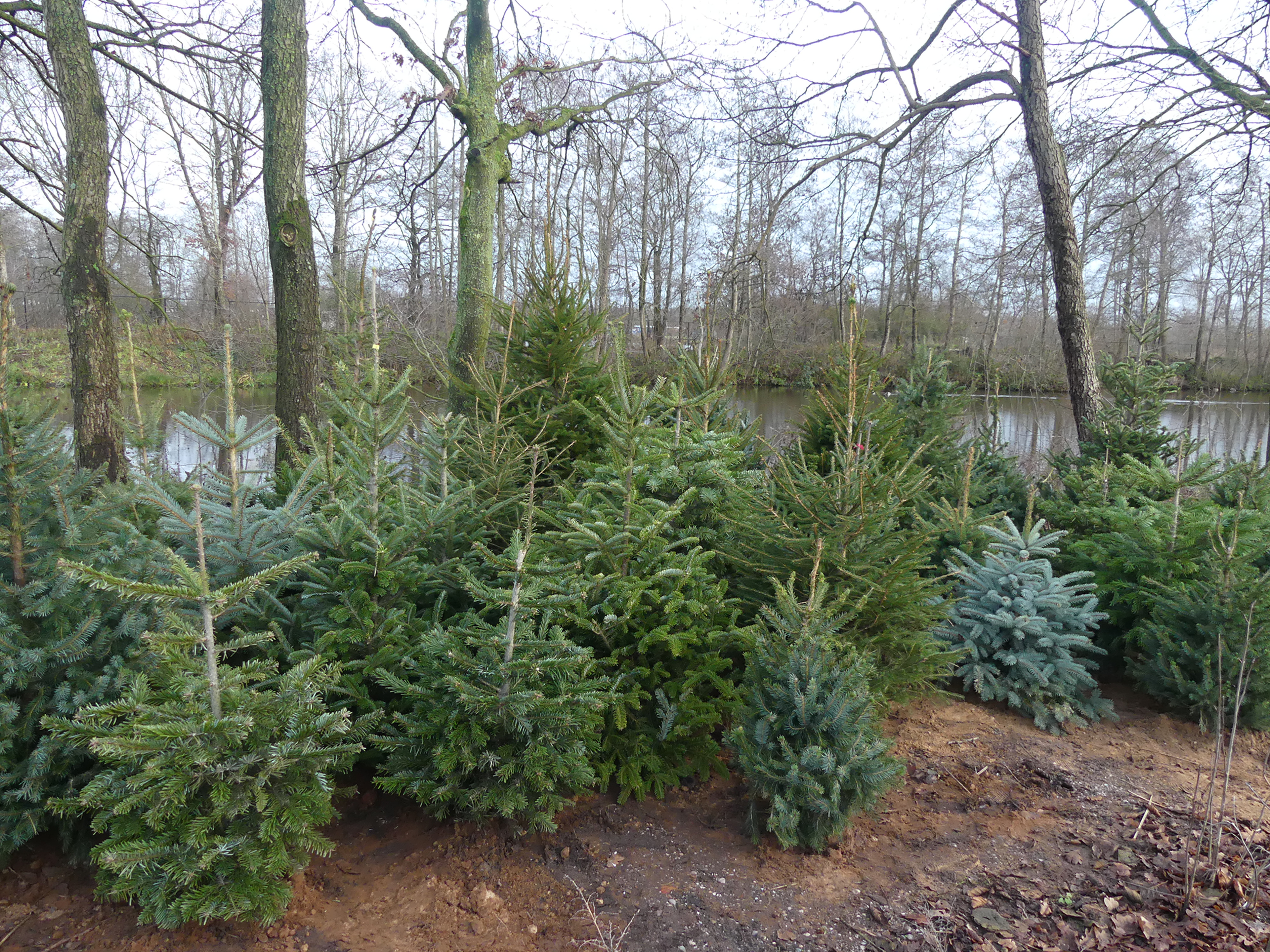 Kerstbomen tweede leven bij AquaZoo Leeuwarden