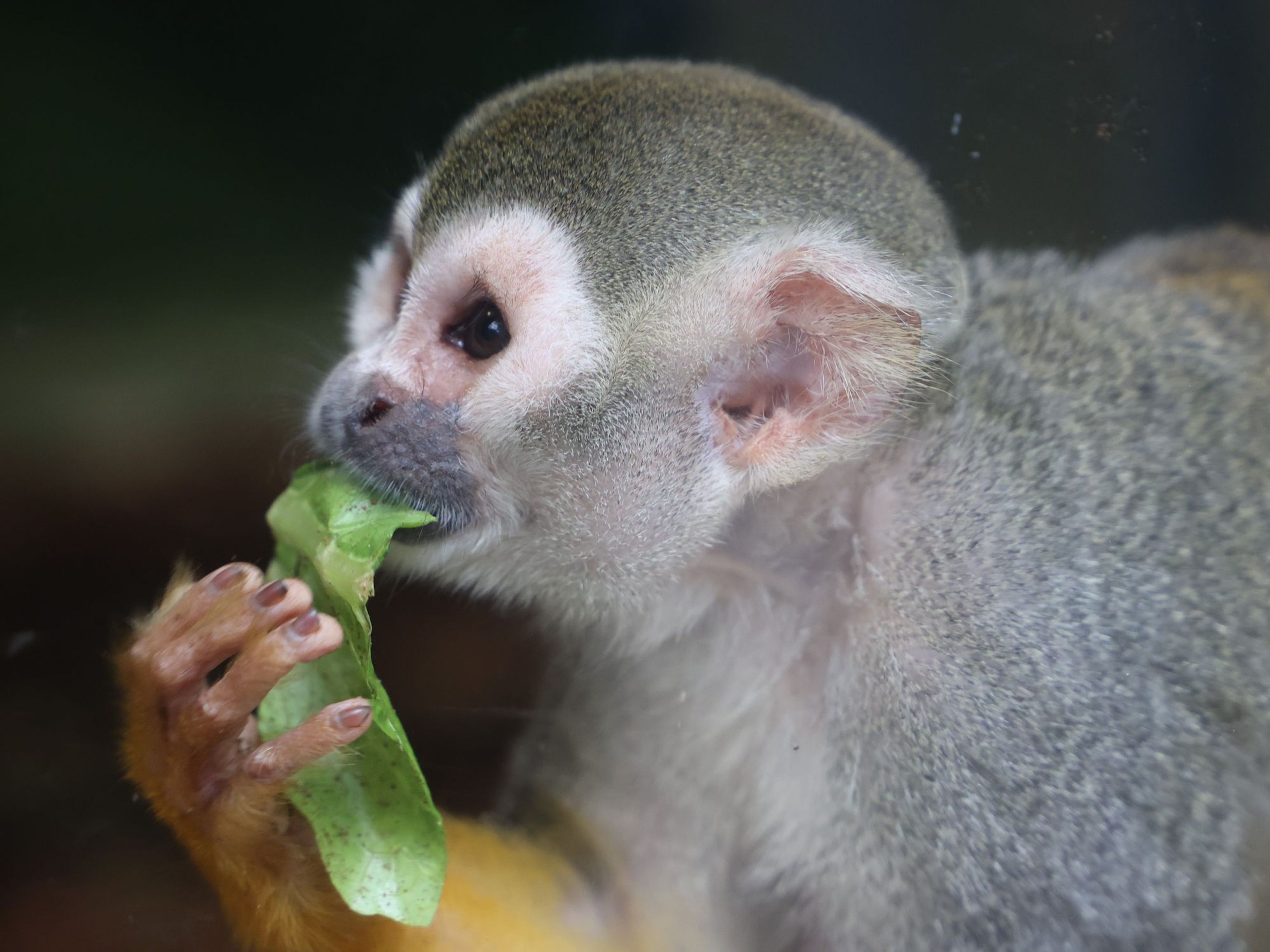 A squirrel monkey eating a green leaf, showcasing its expressive eyes and soft fur against a blurred background.