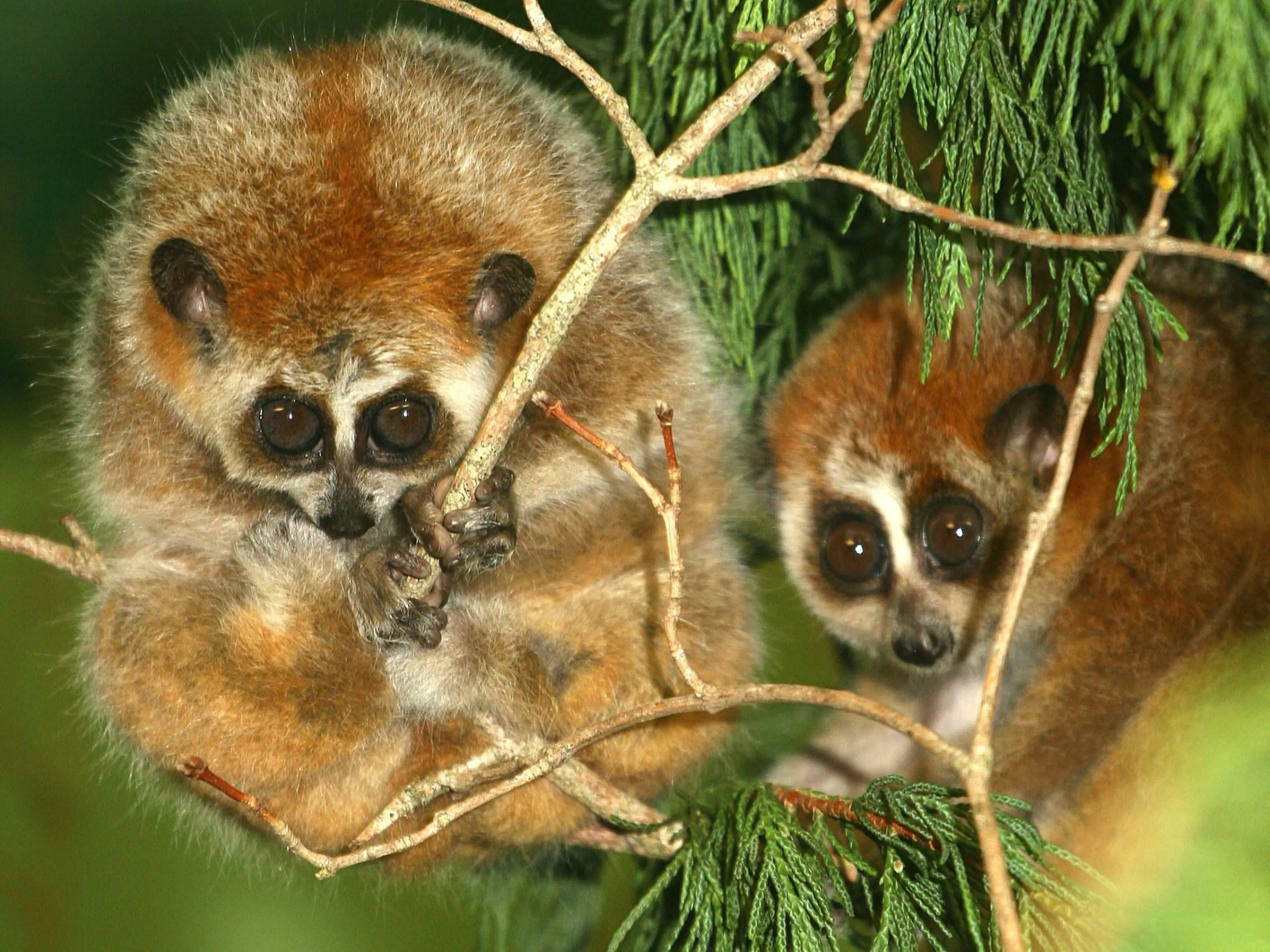 Two southern pygmy slow lorises on a branch at Paignton Zoo