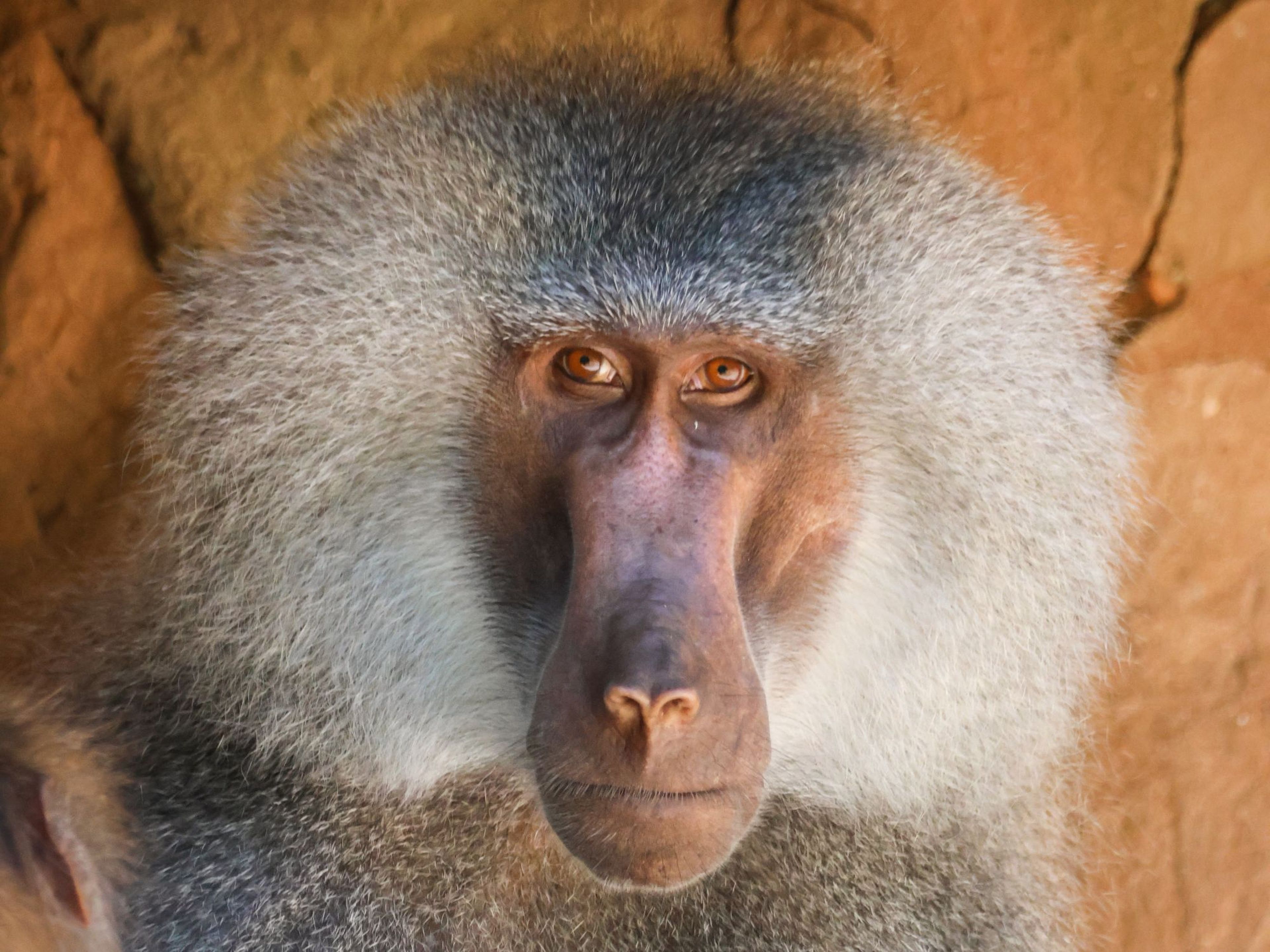Up-close shot of a male Hamadryas baboon at Paignton Zoo in Devon, UK