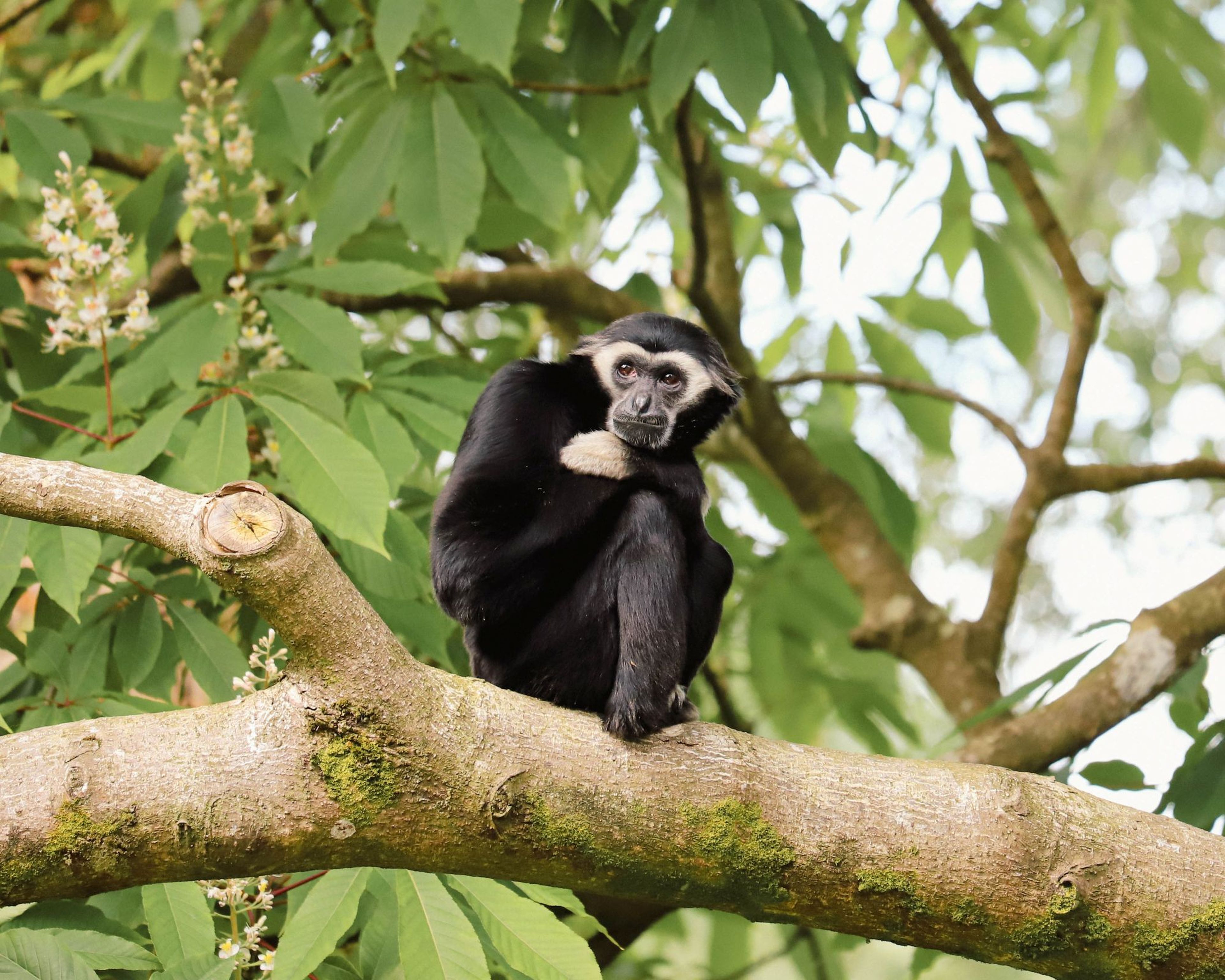 A black and white gibbon sits on a tree branch surrounded by green leaves, looking curiously at the camera. At Paignton Zoo in Devon, UK