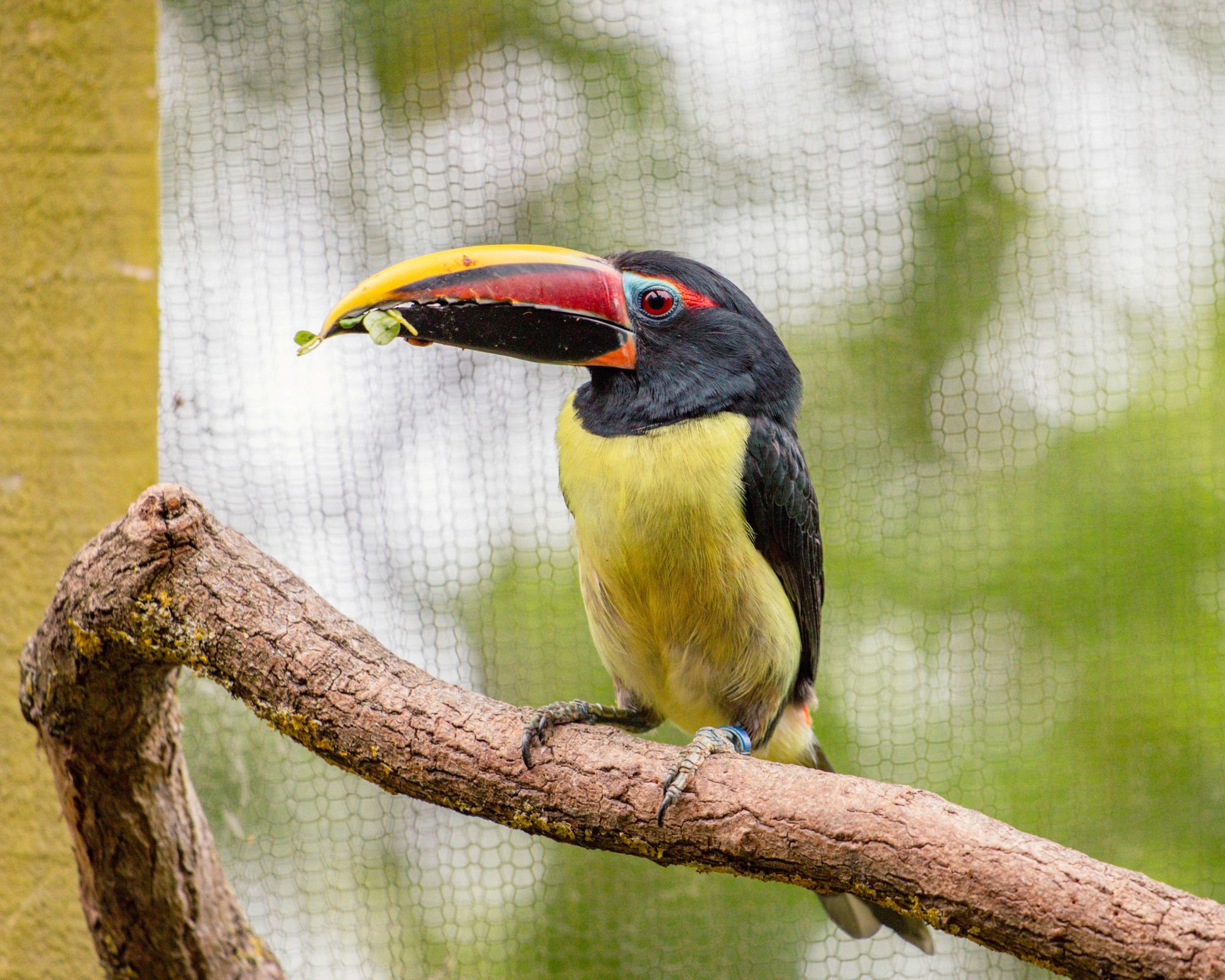 A toucan with a vibrant yellow and black beak perches on a branch, holding a small leaf. The background is blurred greenery.
