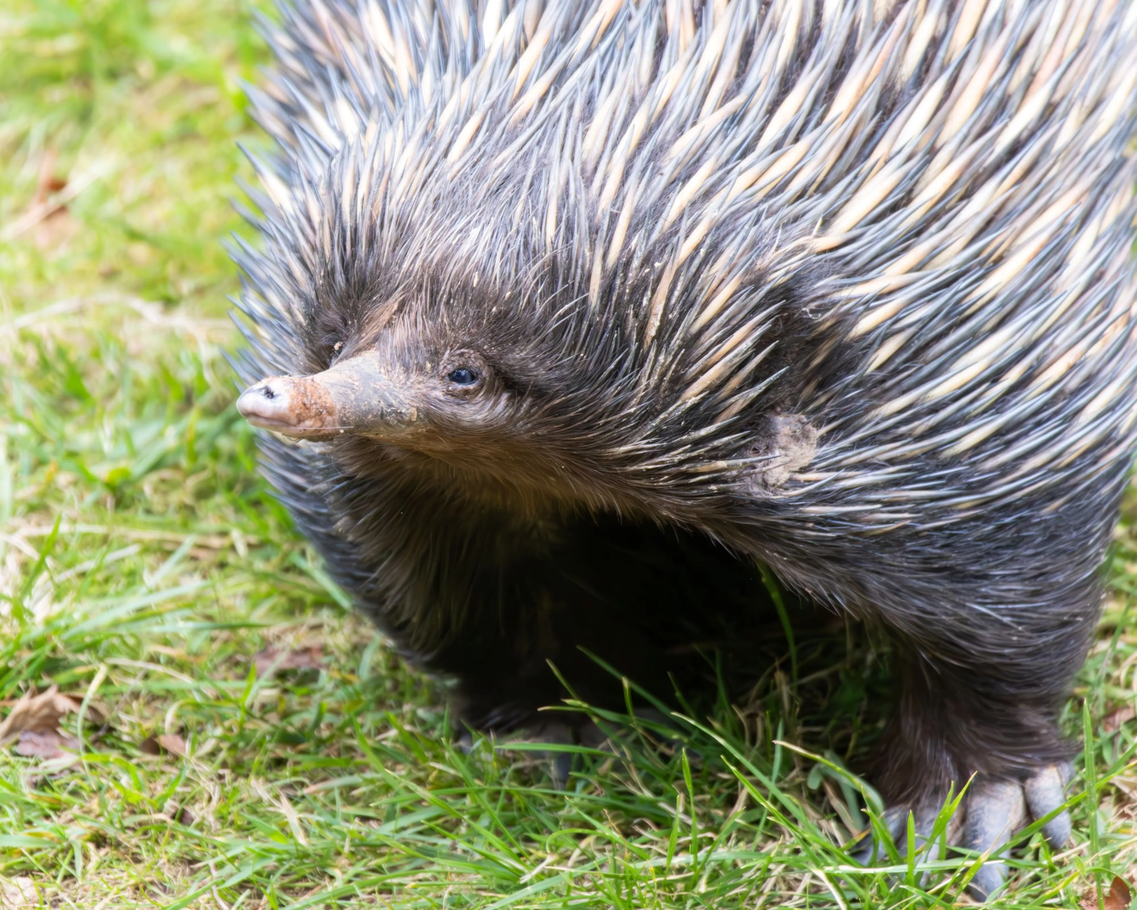 Echidna walking on grass, displaying its spiky quills and short snout in a natural setting at Paignton Zoo in Devon, UK