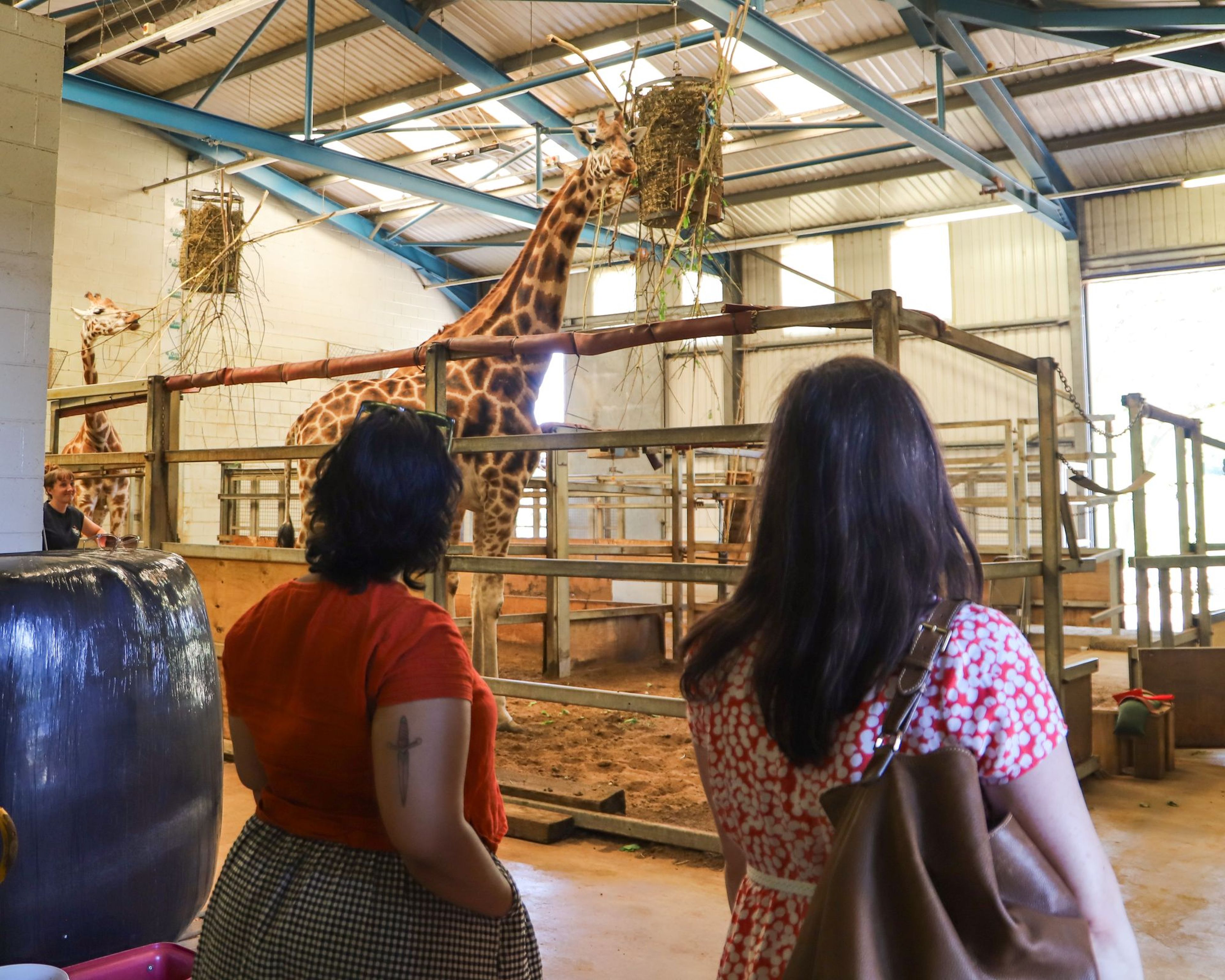 Two women observing giraffes in an indoor enclosure with metal beams and wooden barriers. The giraffes are reaching for food.