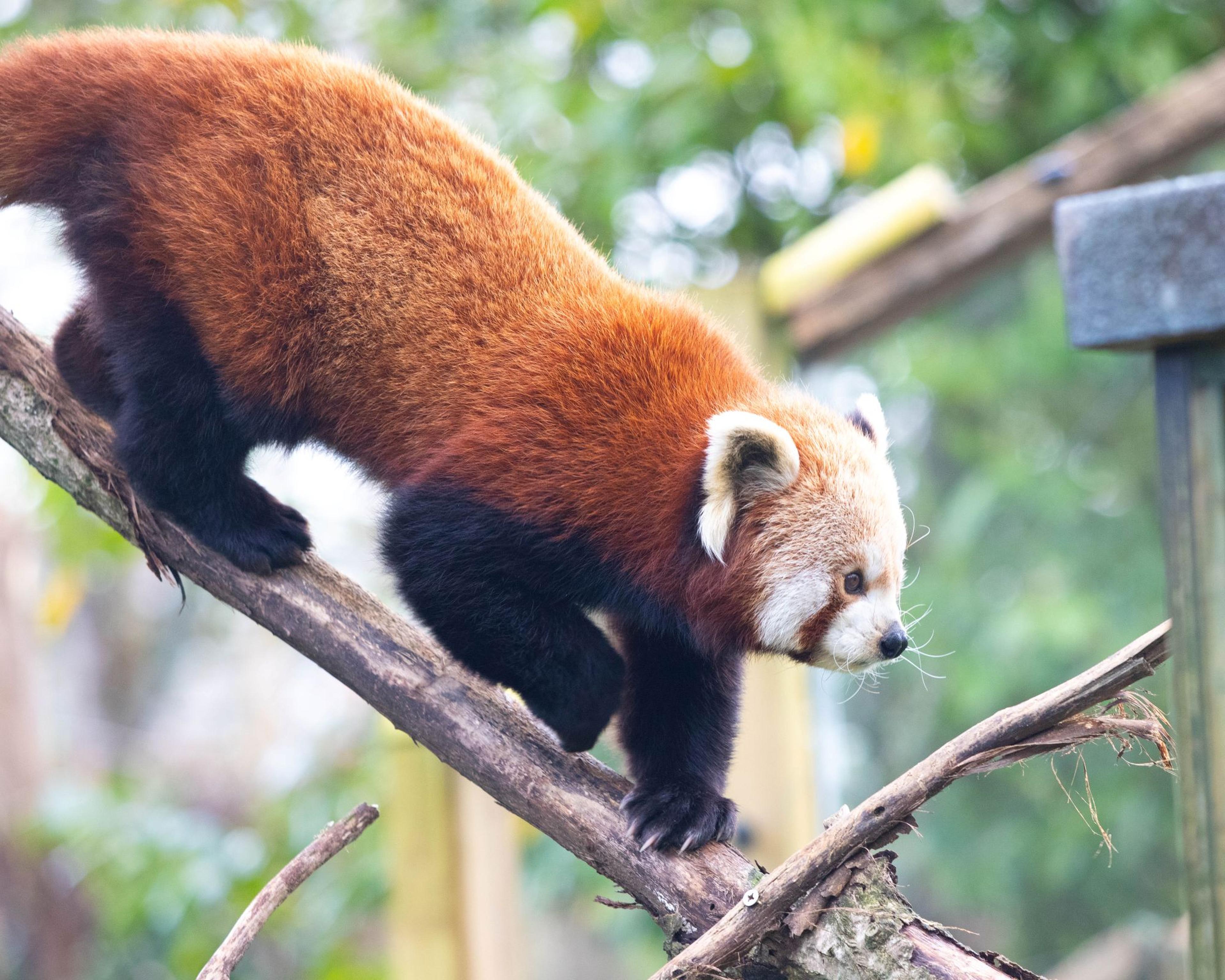 Red panda at Newquay Zoo in Cornwall, UK, climbing down a branch