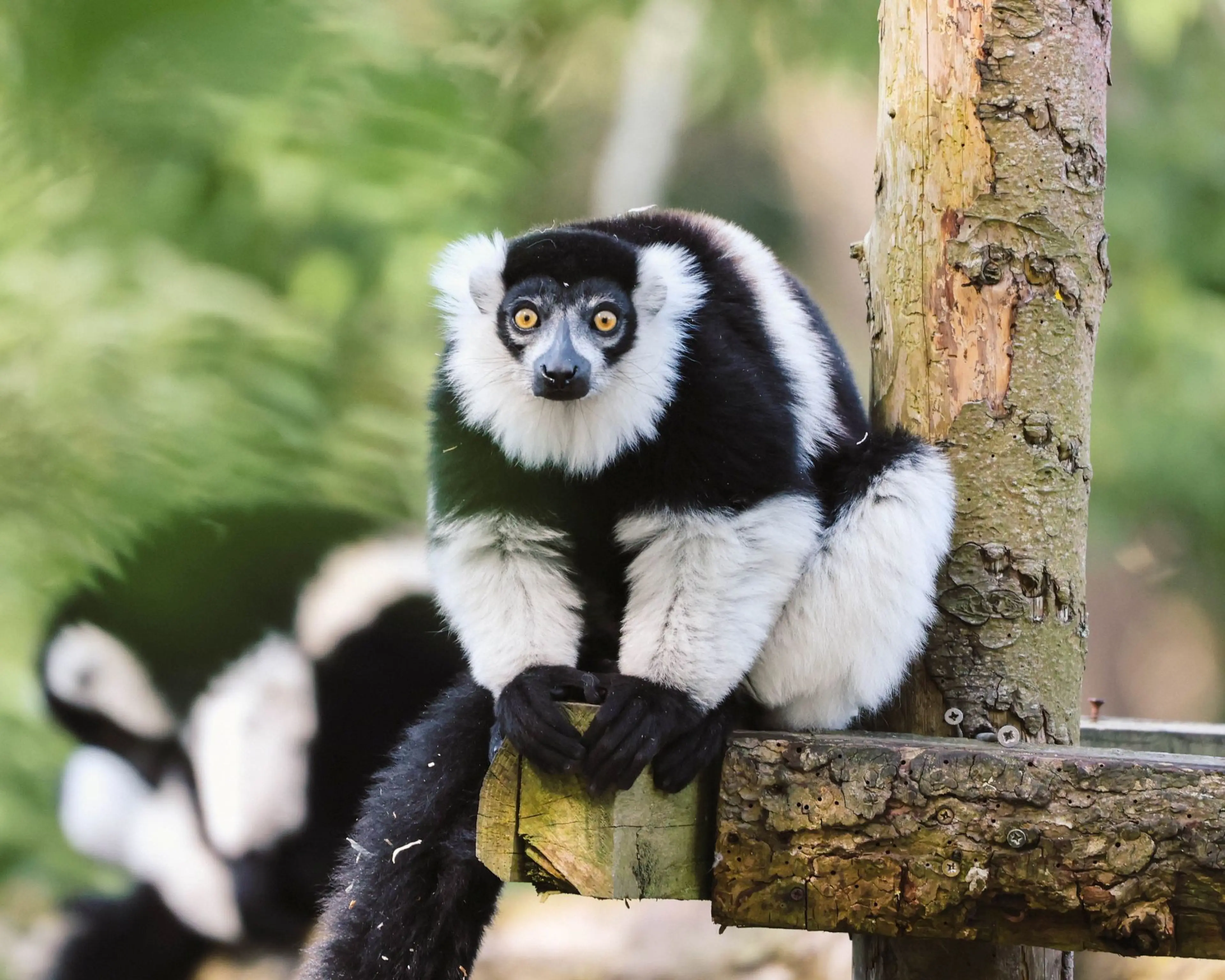 Black and white ruffed lemur perched on a wooden platform, with lush green foliage in the background.