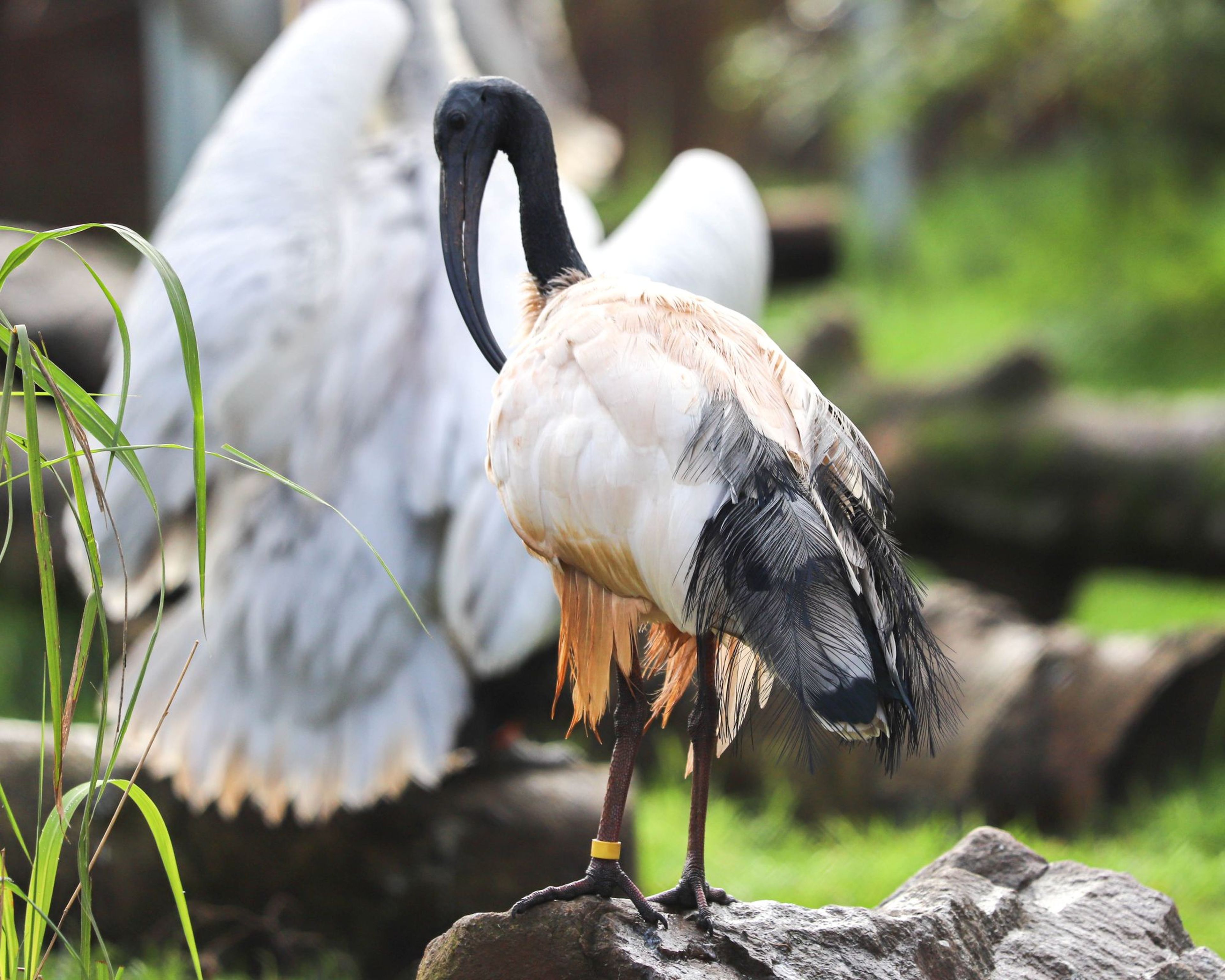A black-headed ibis stands on a rock, its long, curved beak pointing forward, with white feathers and dark tail against a grassy background.