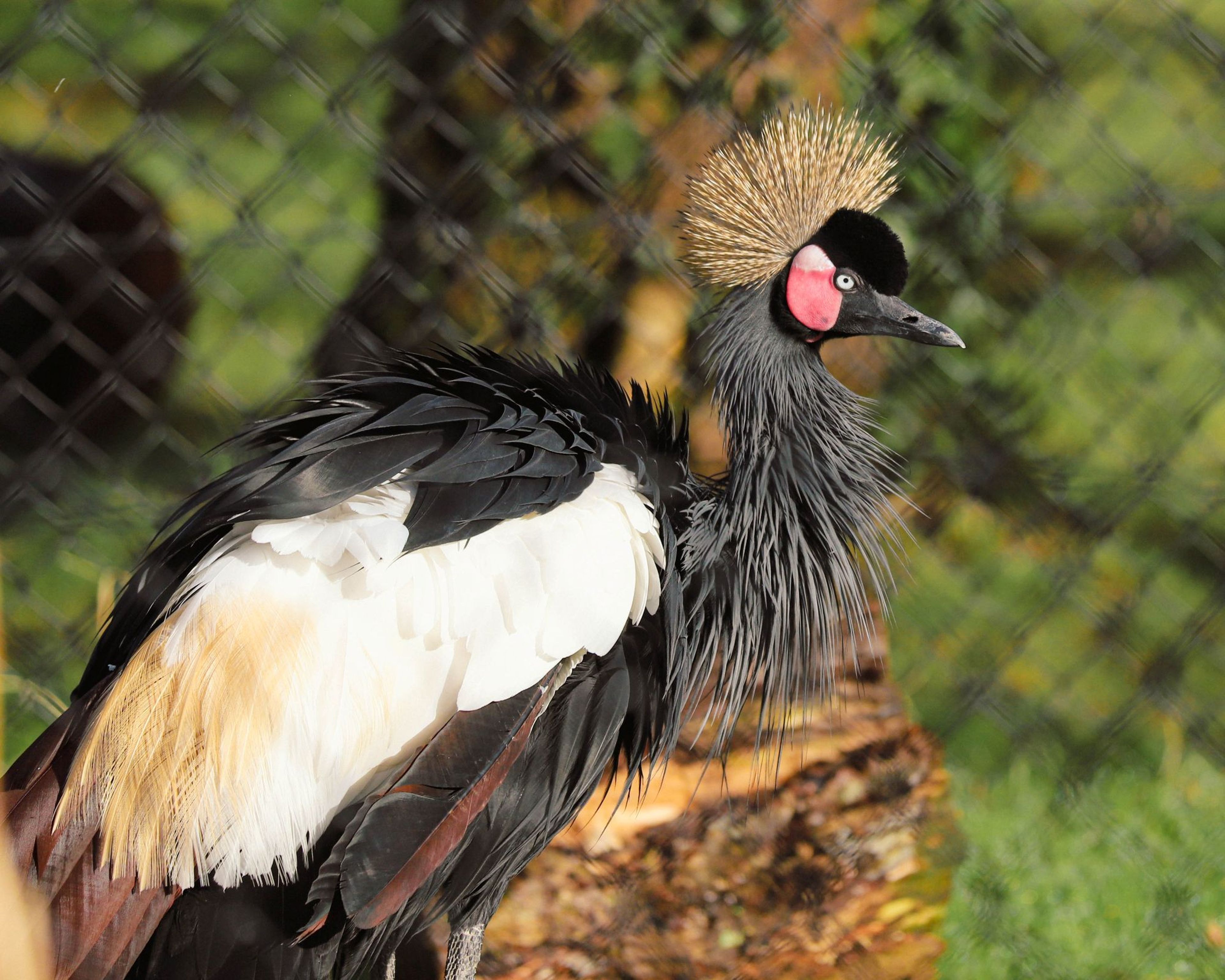 Grey crowned crane with a distinctive golden crest, black and white plumage, stands in sunlight against a blurred, fenced background.