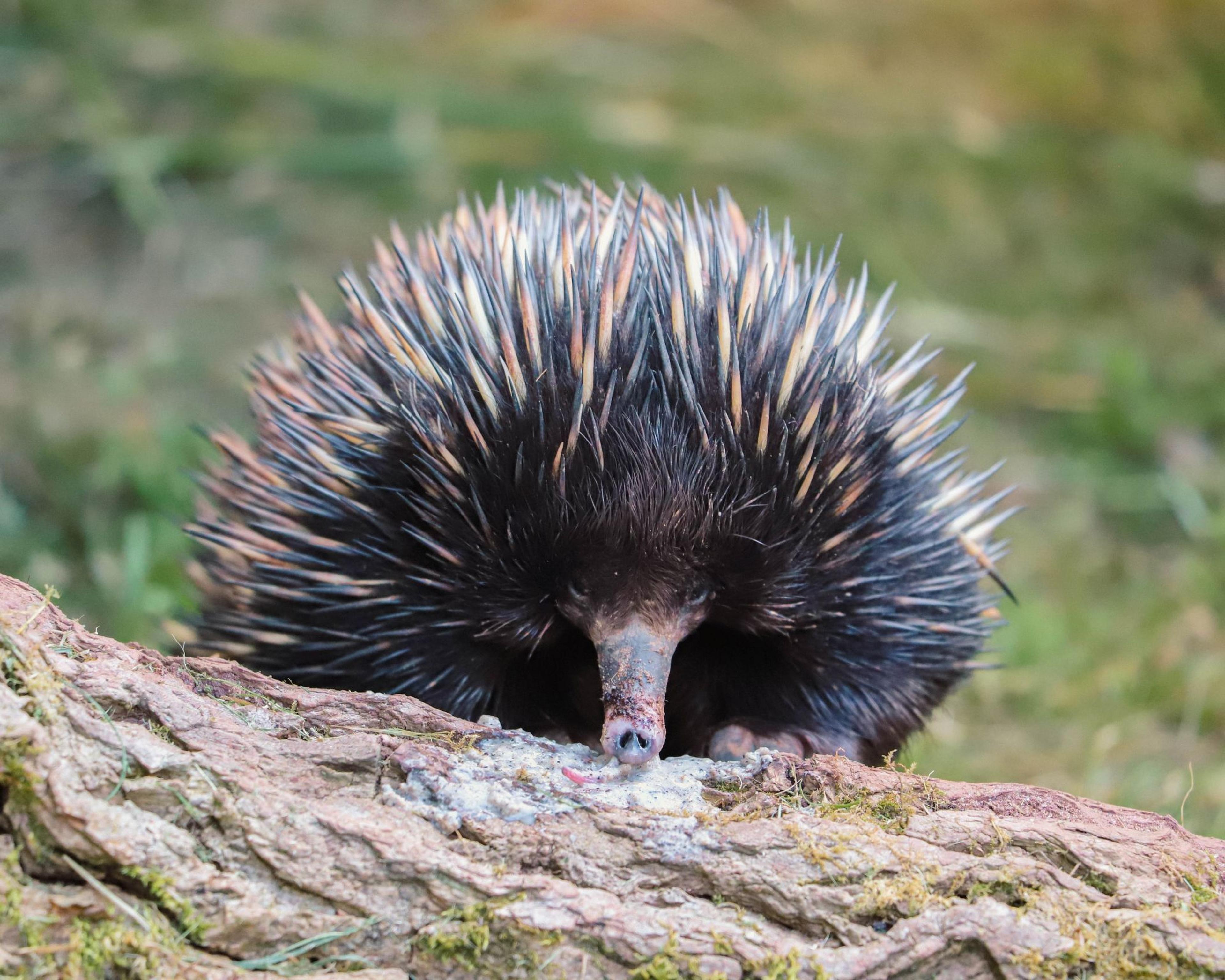 An echidna with spiky quills forages on a mossy log, its long snout pointed downwards against a blurred green background at Paignton Zoo in Devon, UK