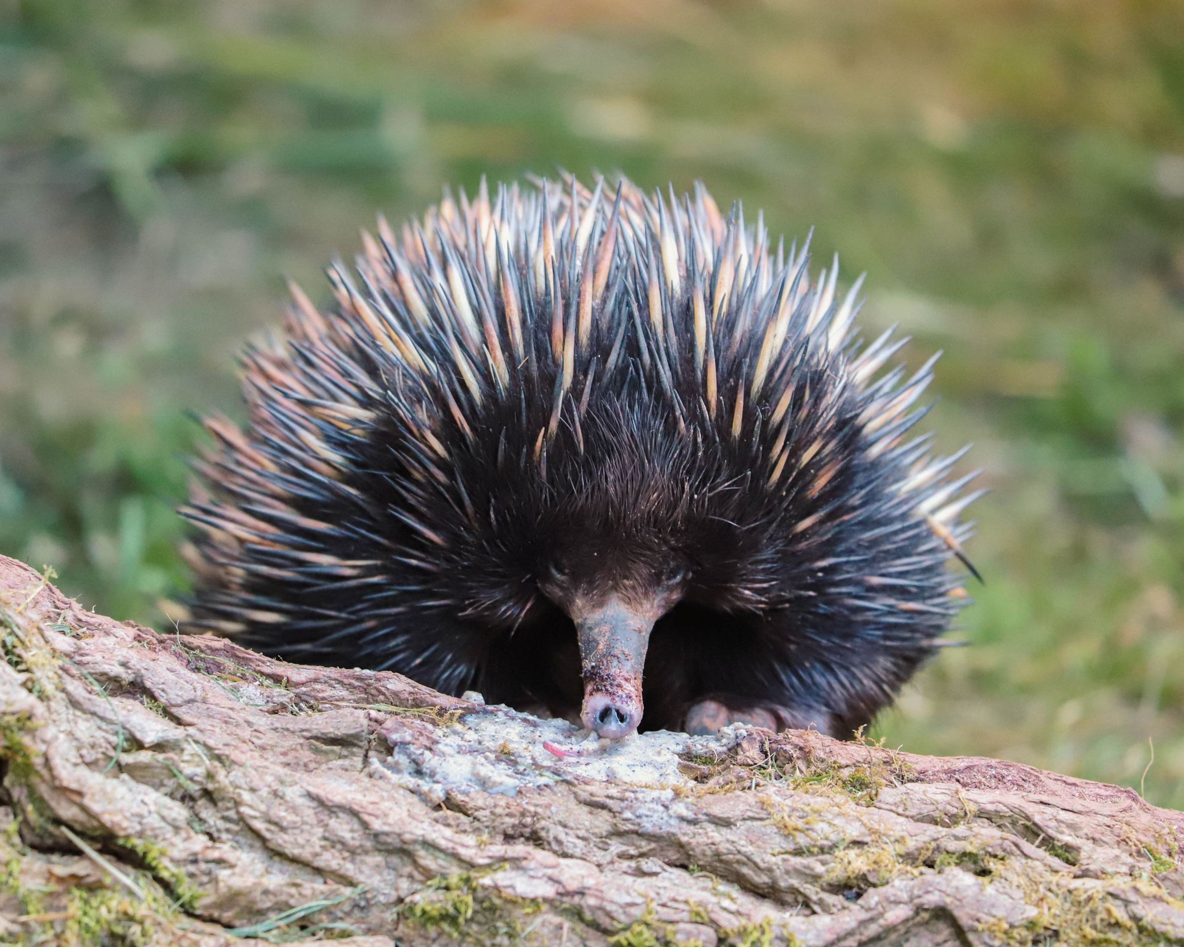An echidna with spiky quills forages on a mossy log, its long snout pointed downwards against a blurred green background at Paignton Zoo in Devon, UK