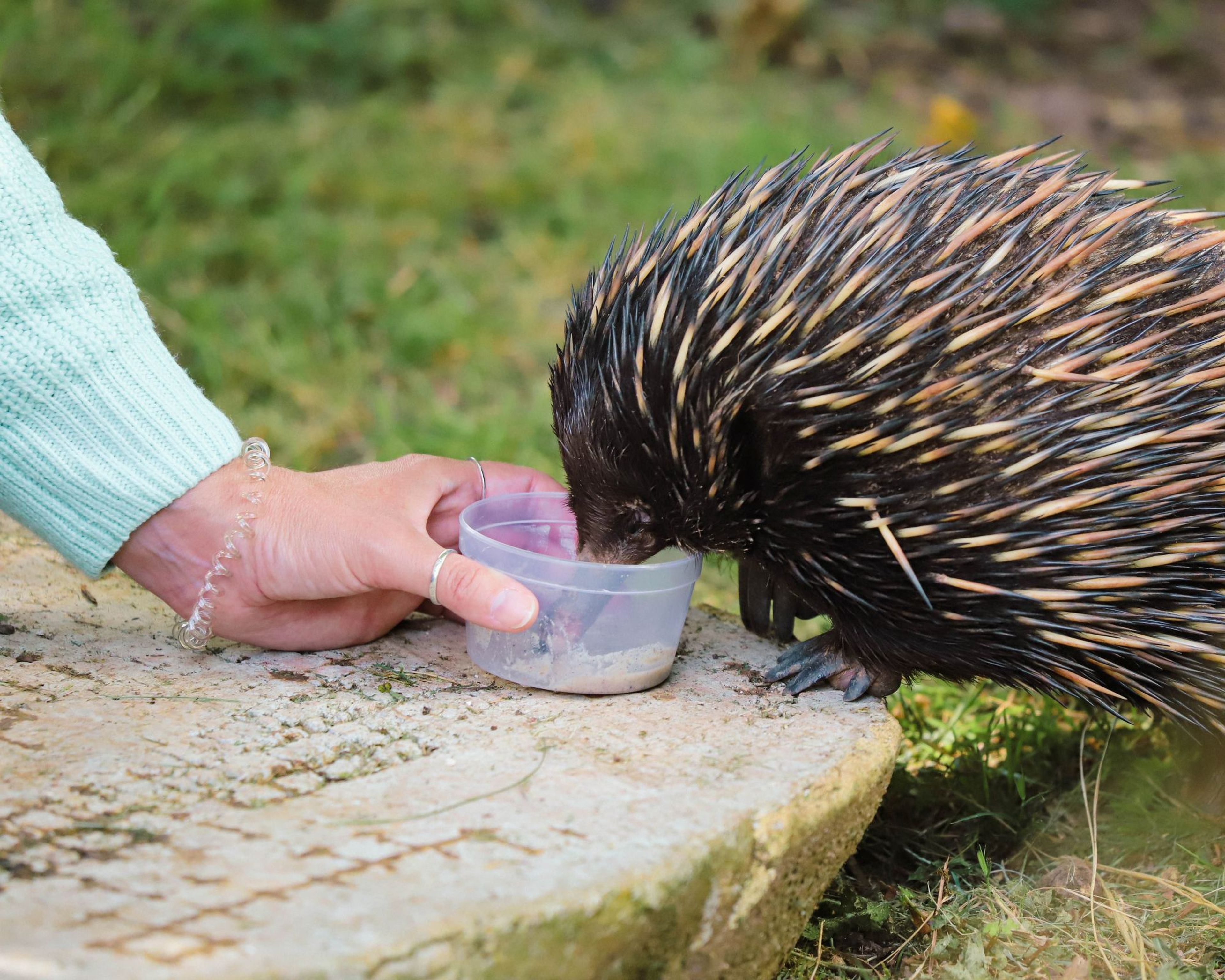 Echidna with spiky quills and a pointed snout foraging on grassy ground.