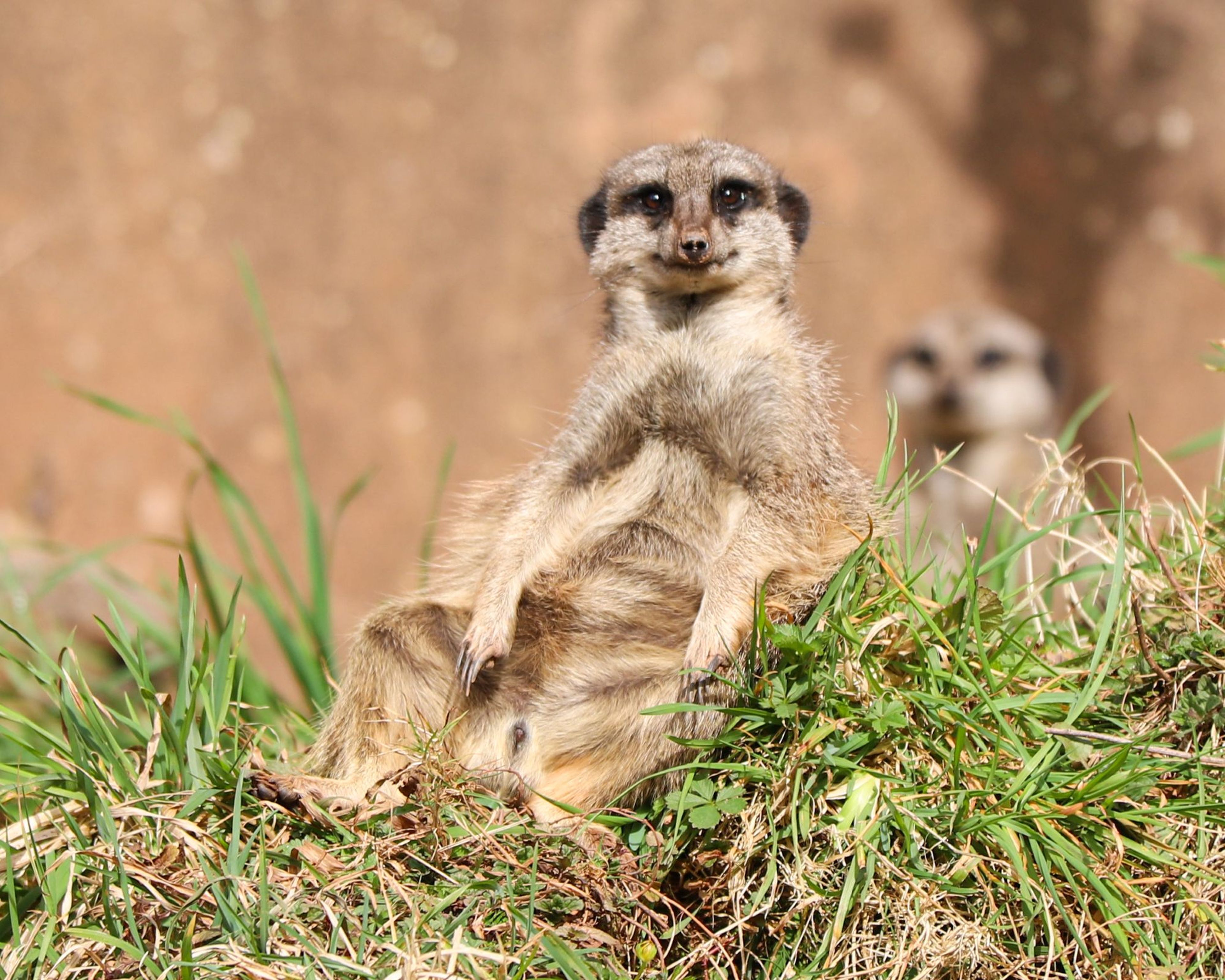 A meerkat sits upright on a grassy mound, with another meerkat blurred in the background. The scene is sunlit and natural. Paignton Zoo in Devon, UK