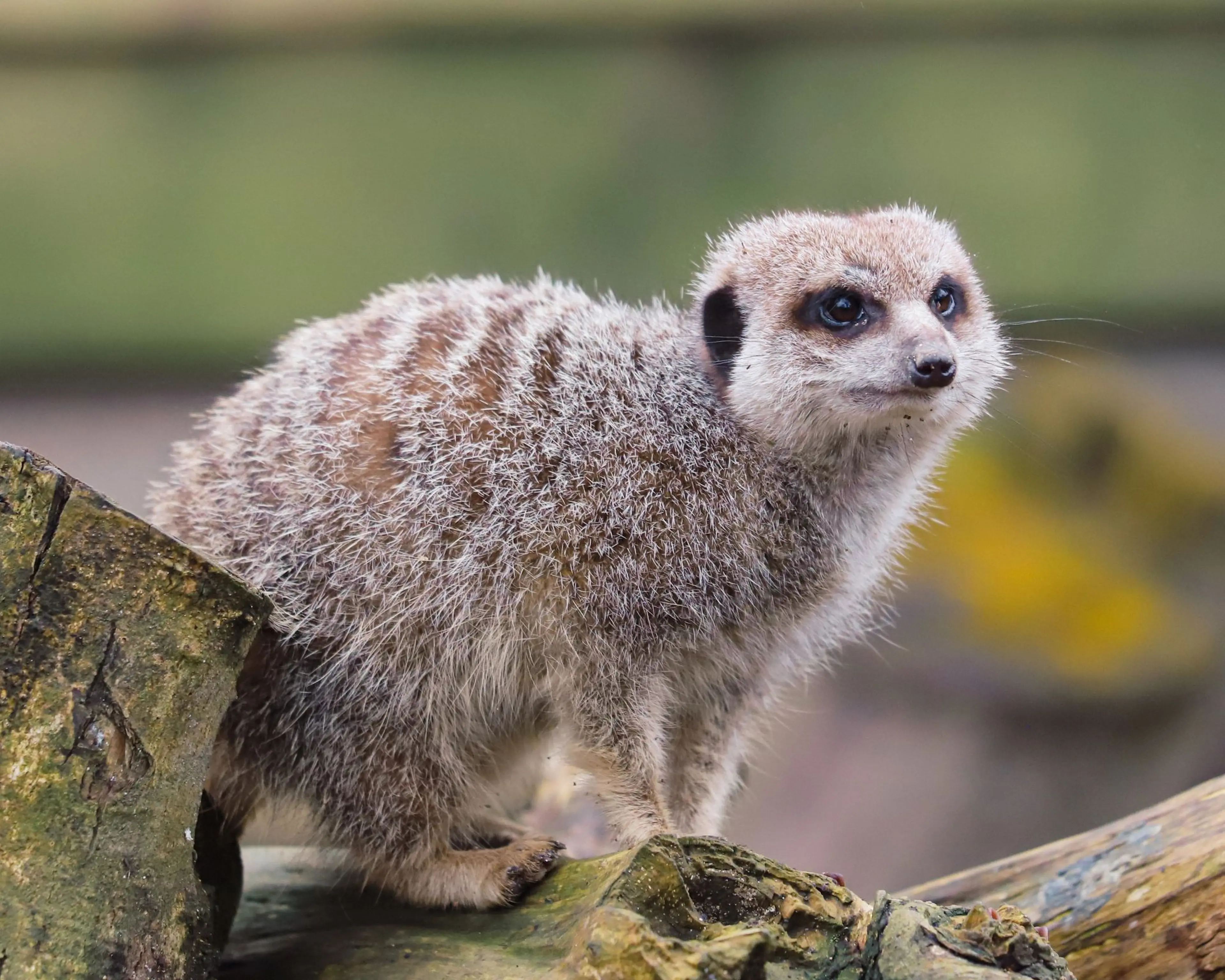 A meerkat with gray and brown fur stands alert on a log, surrounded by a blurred green and brown background.