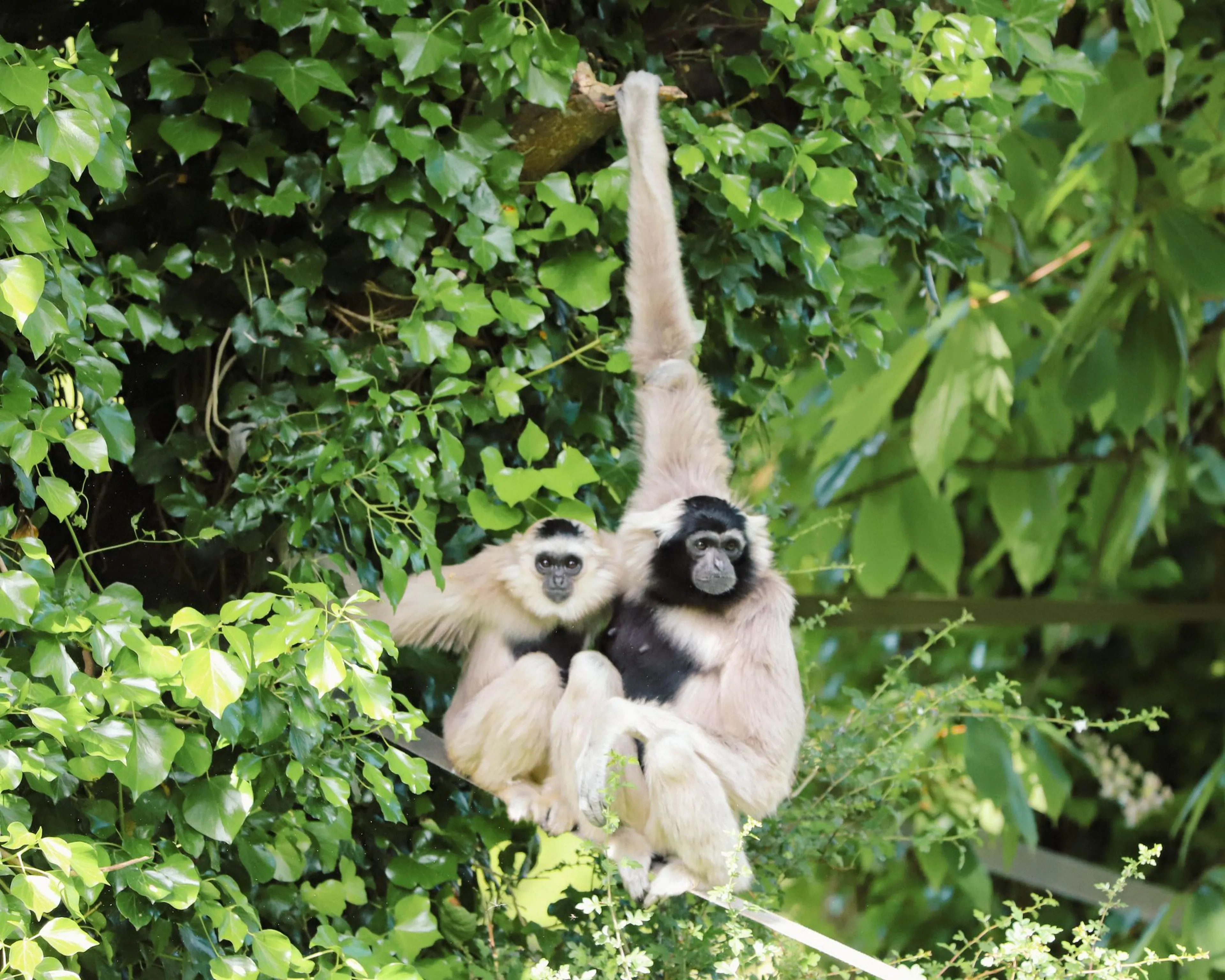 Two gibbons hanging from a tree branch amidst lush green leaves, one adult and one young, both with light fur and dark faces.