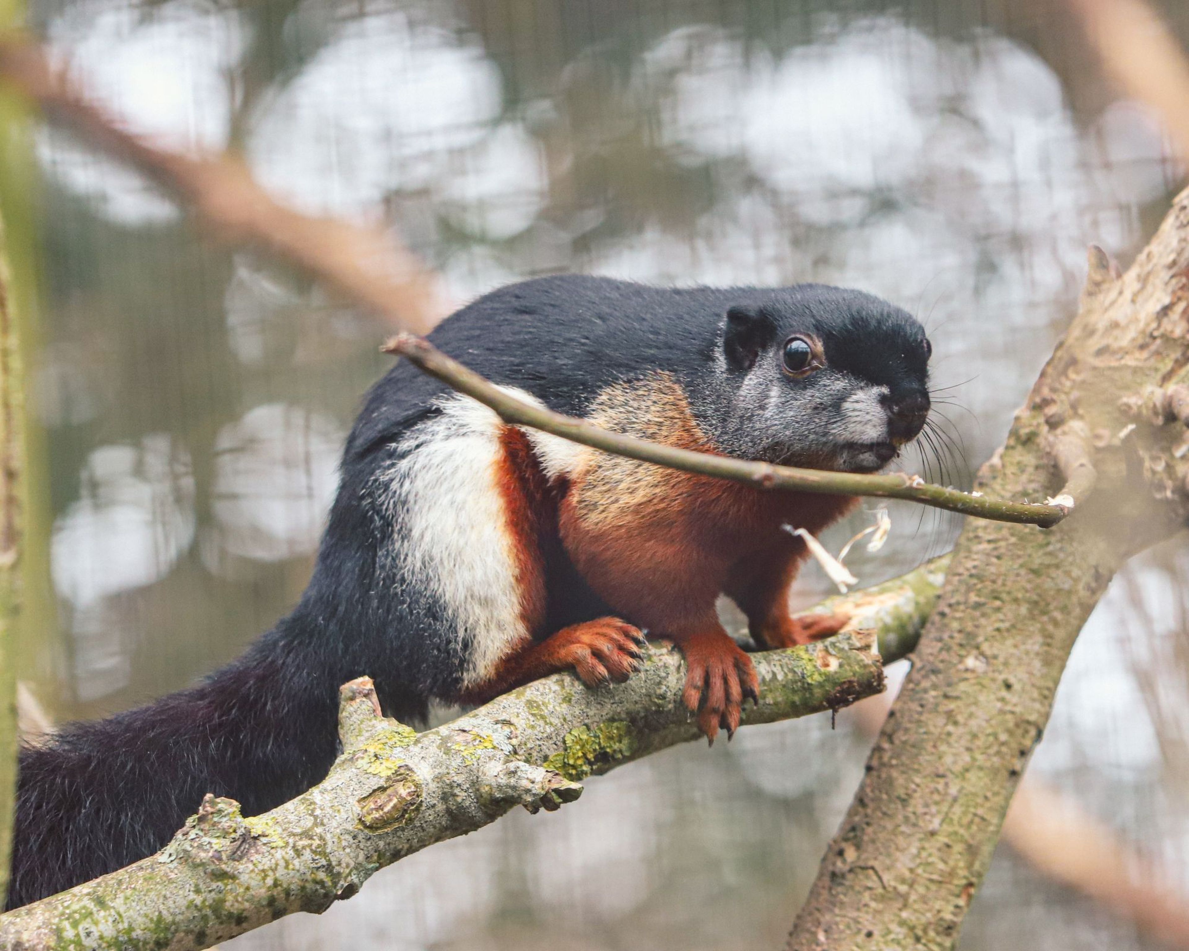 A colorful squirrel with black, white, and red fur sits on a tree branch, looking alert in a natural setting.
