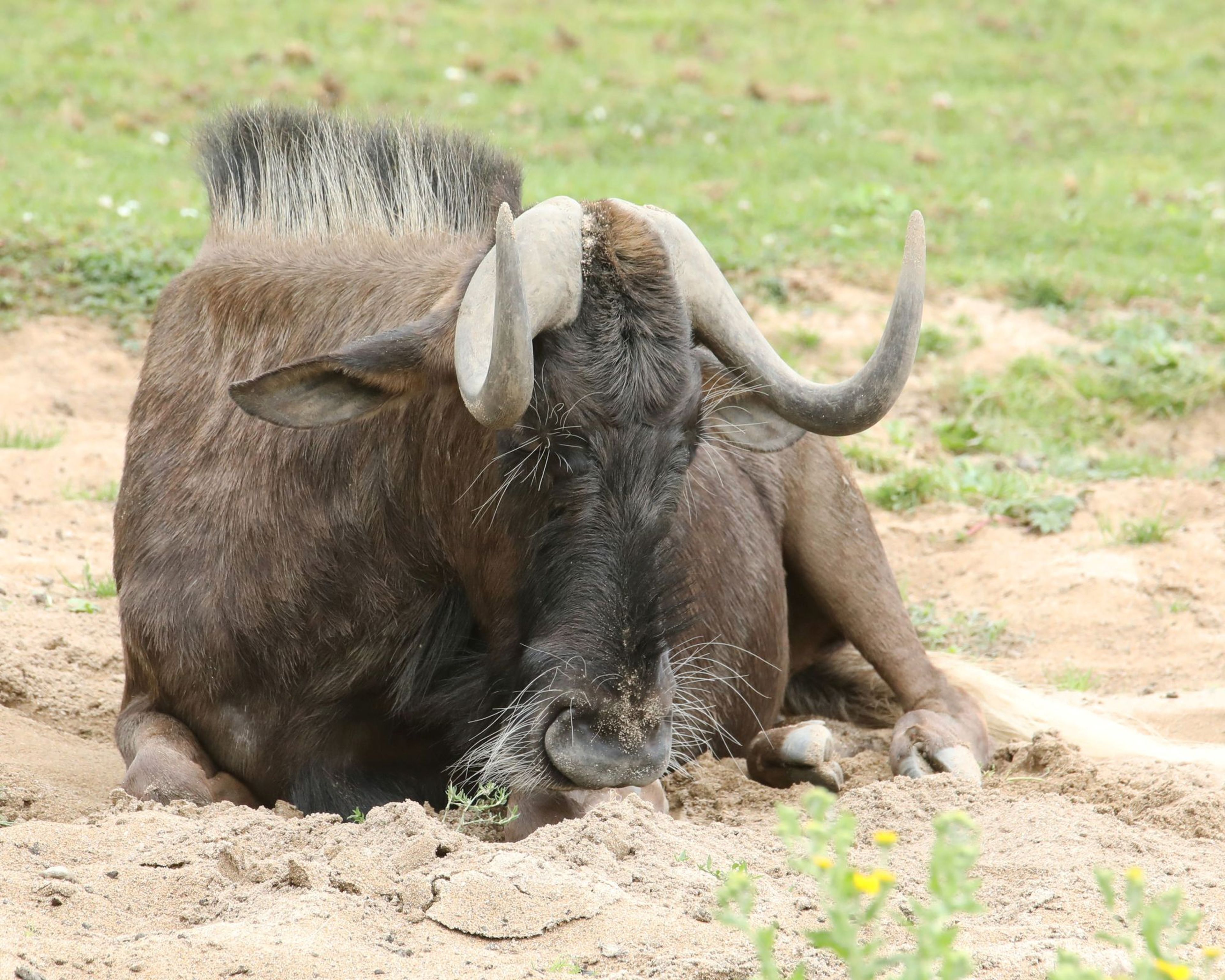 A wildebeest with curled horns lying on sandy ground, surrounded by grass. Its eyes are partially closed, suggesting rest.