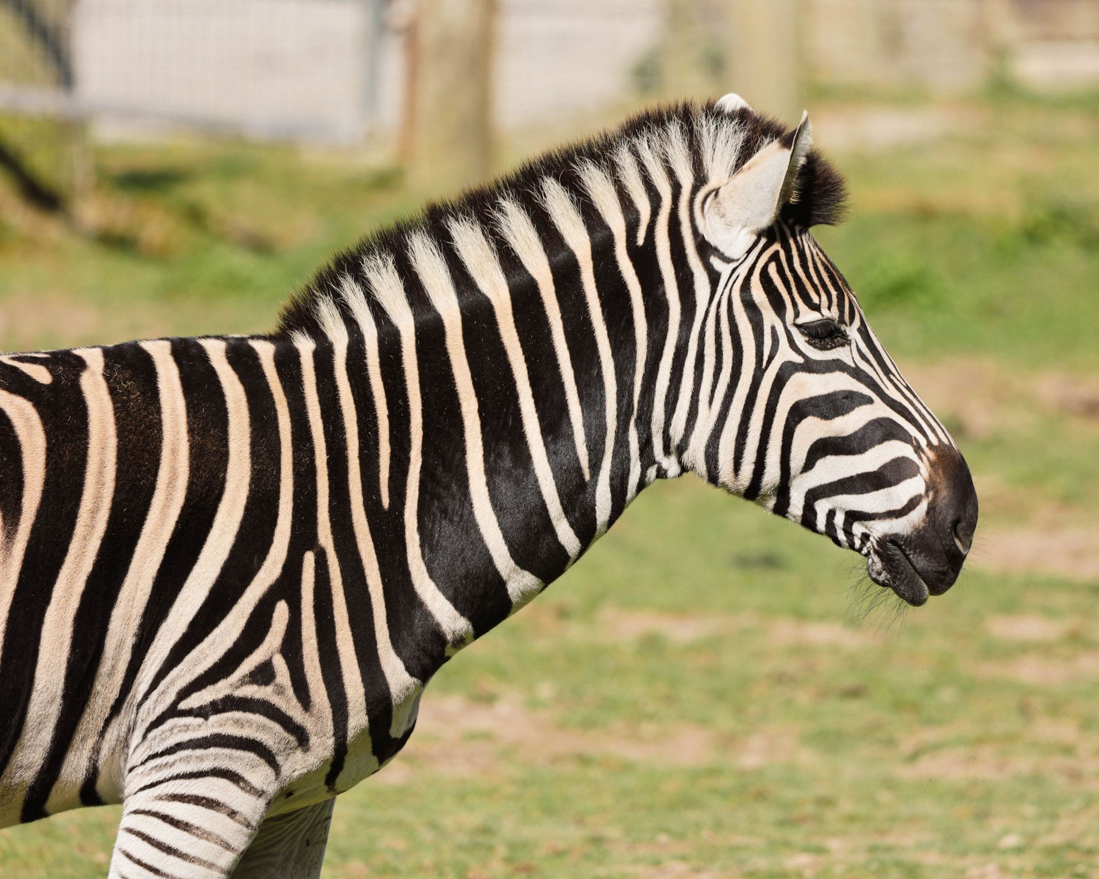 A zebra with distinctive black and white stripes stands on grassy terrain, facing right, with a blurred background.